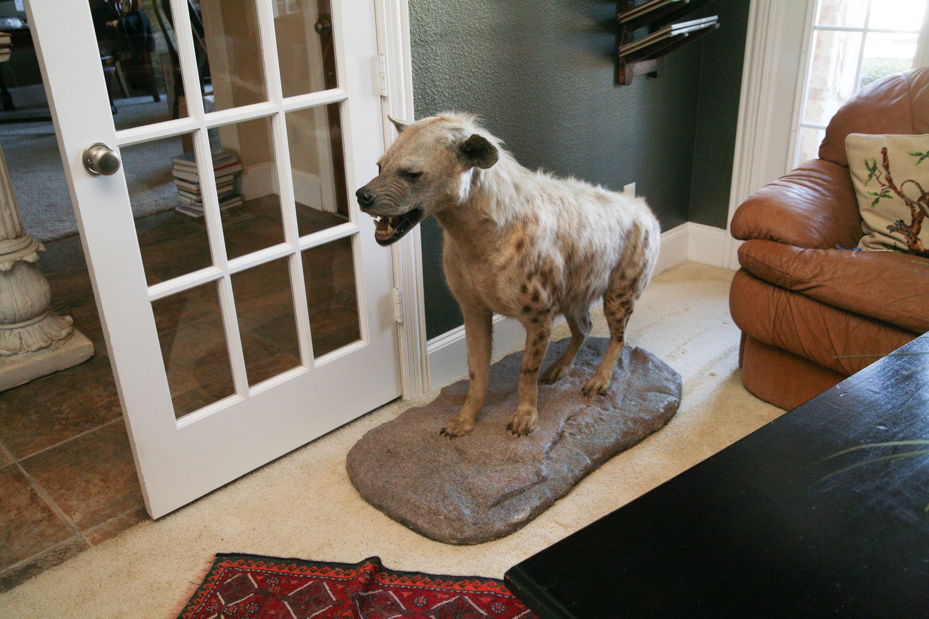 Spotted Hyena Taxidermy Specimen