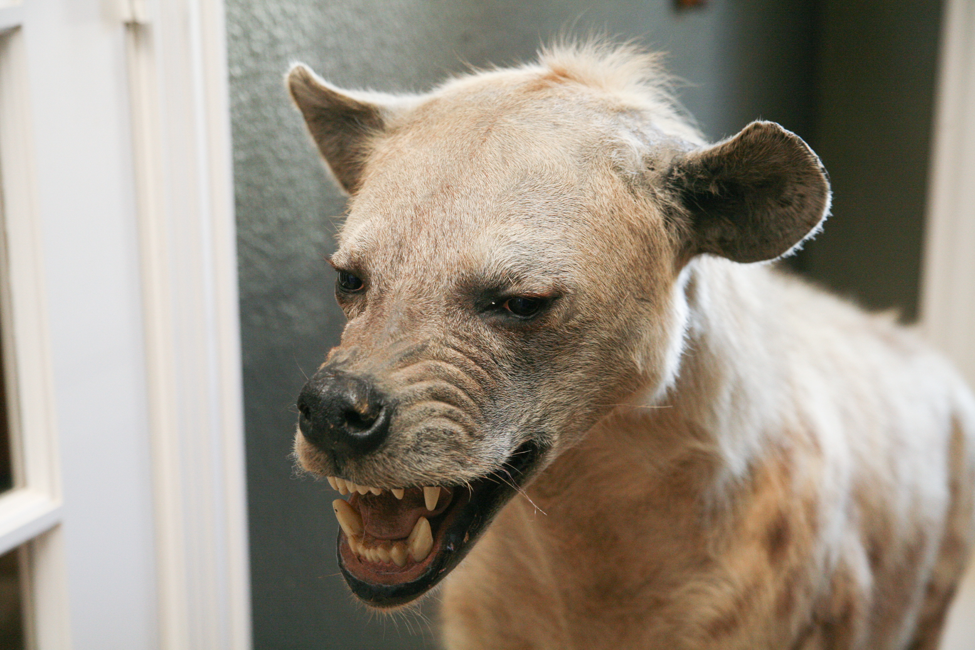 Spotted Hyena Taxidermy Specimen