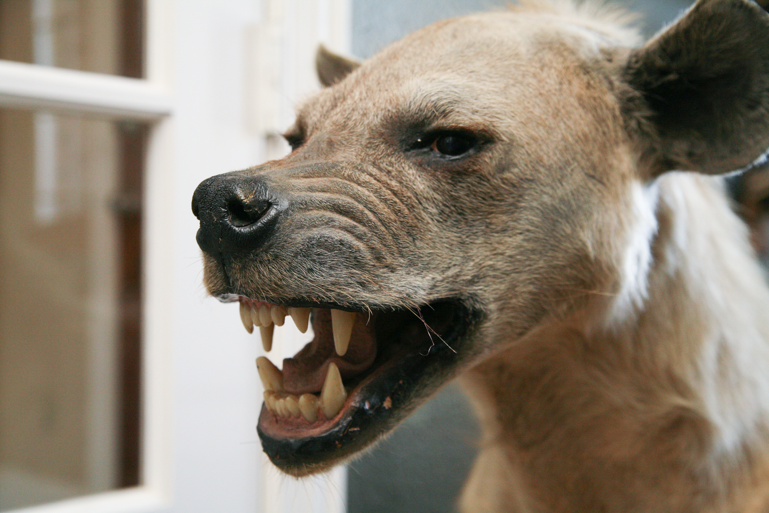 Spotted Hyena Taxidermy Specimen