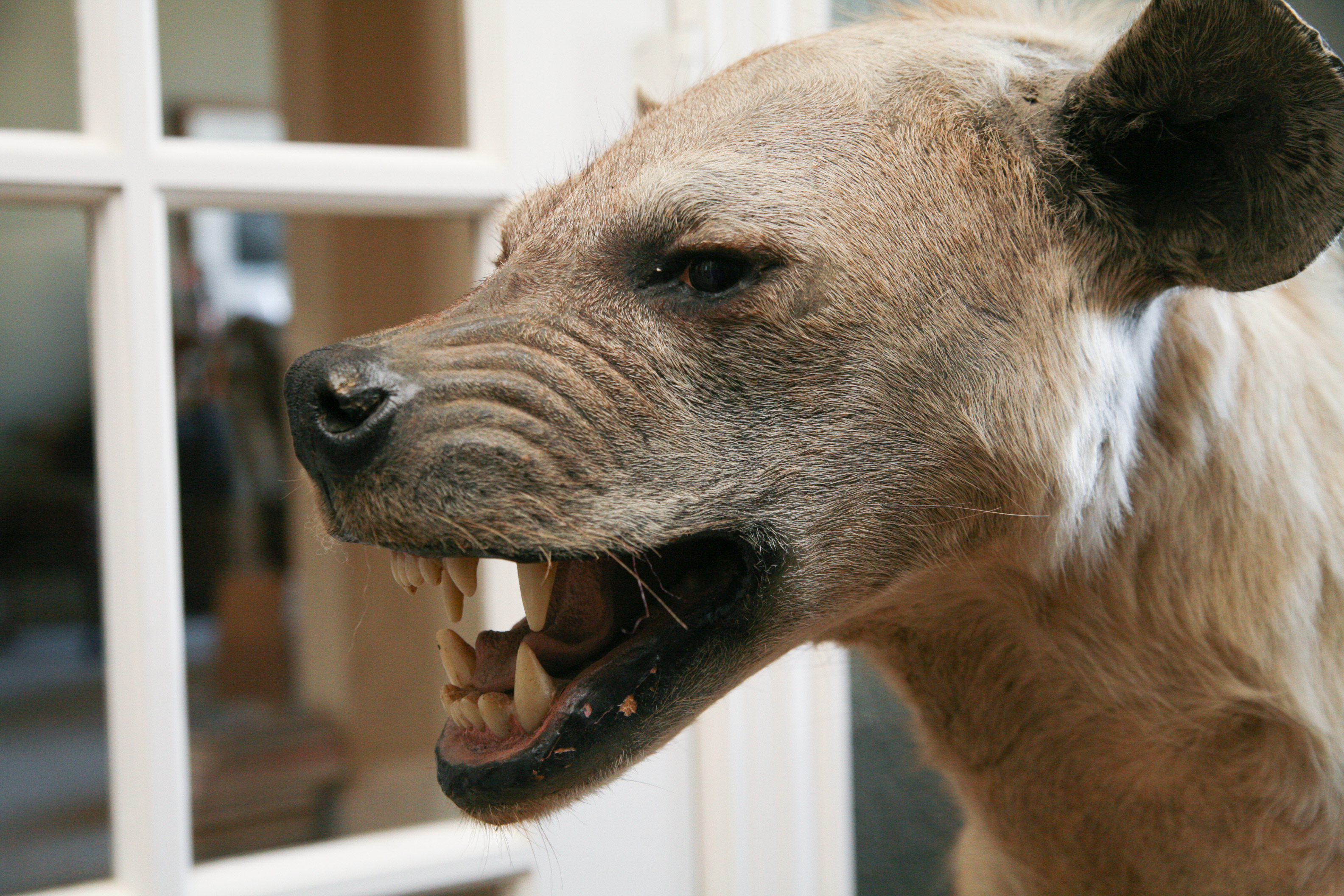 Spotted Hyena Taxidermy Specimen