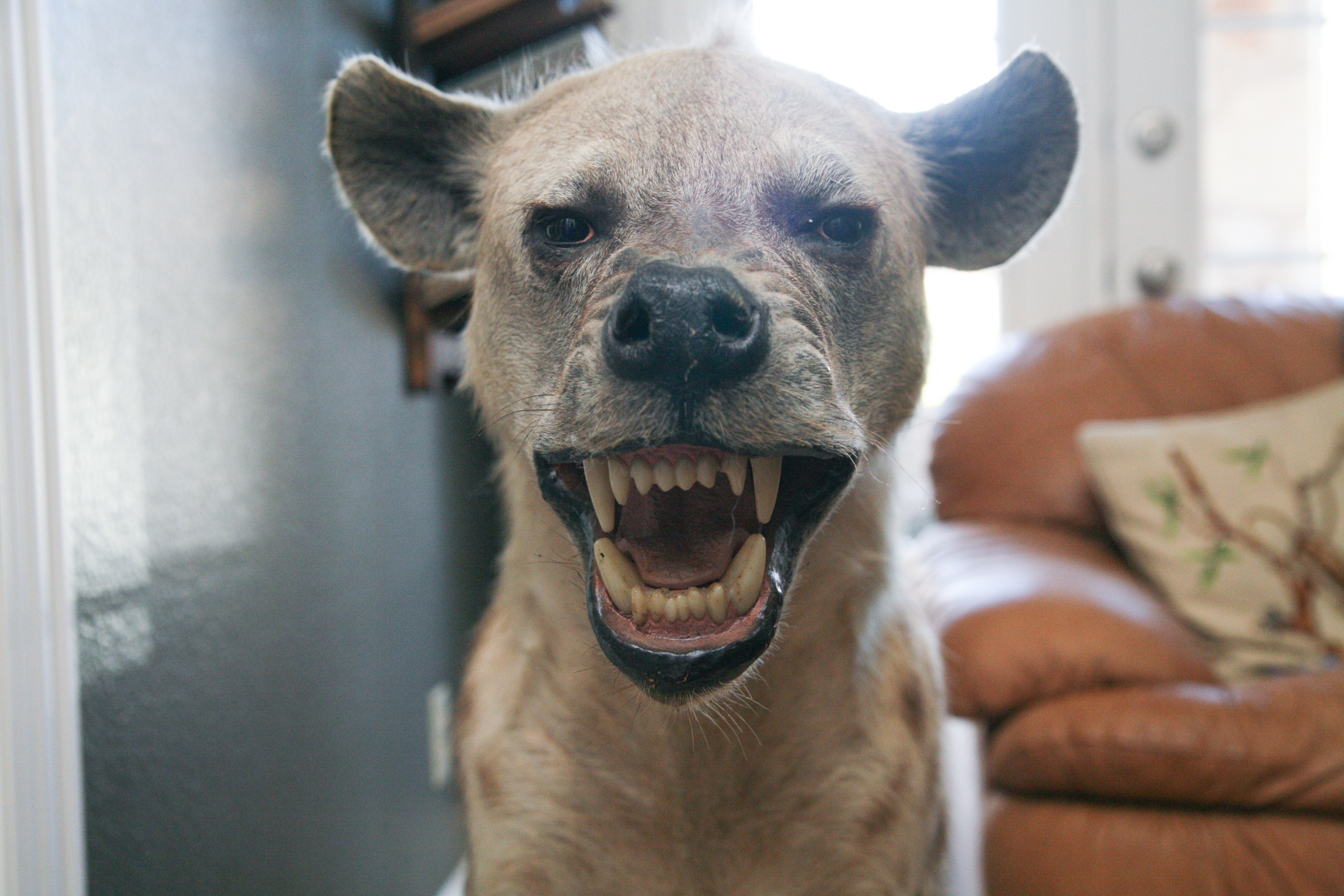 Spotted Hyena Taxidermy Specimen