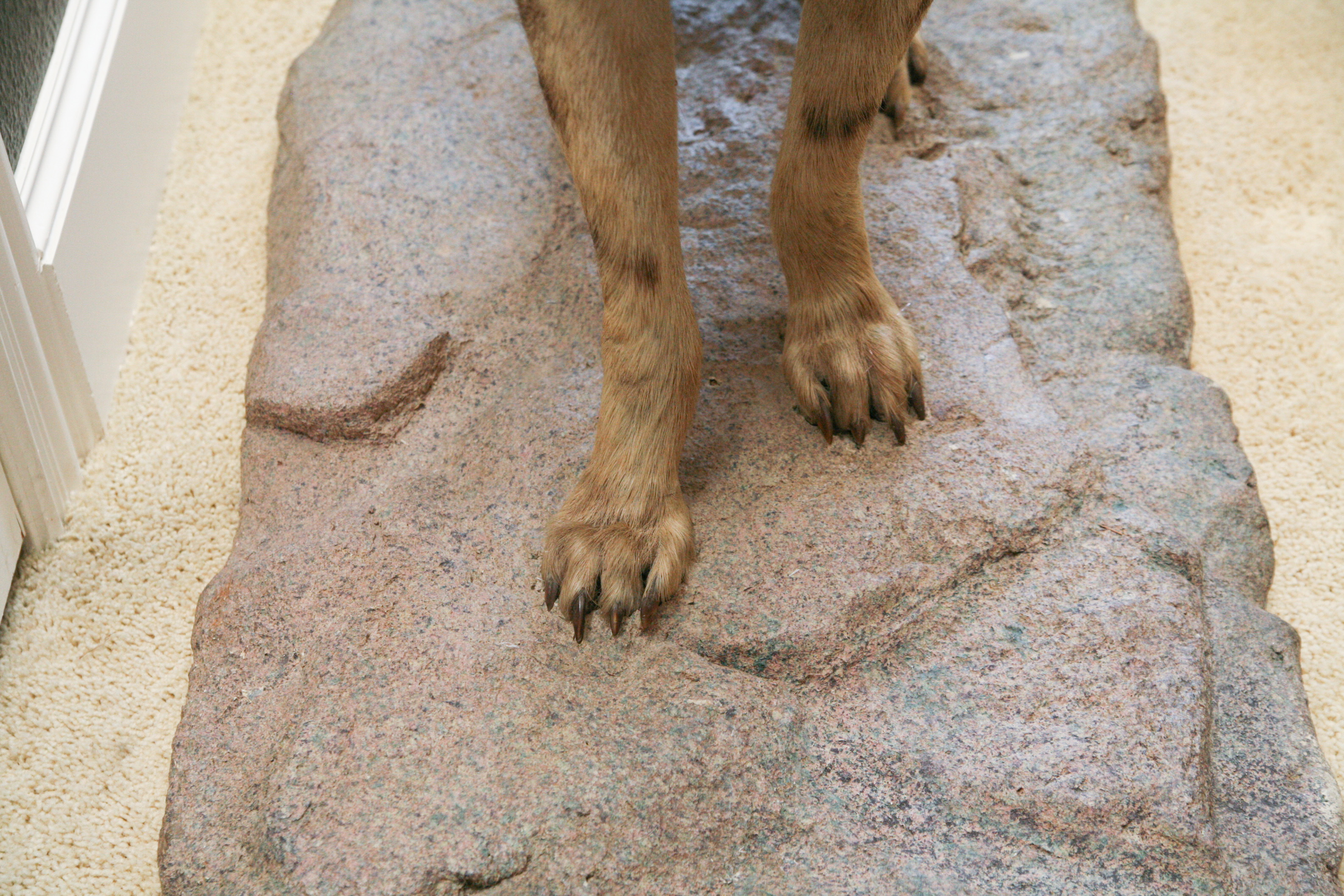 Spotted Hyena Taxidermy Specimen