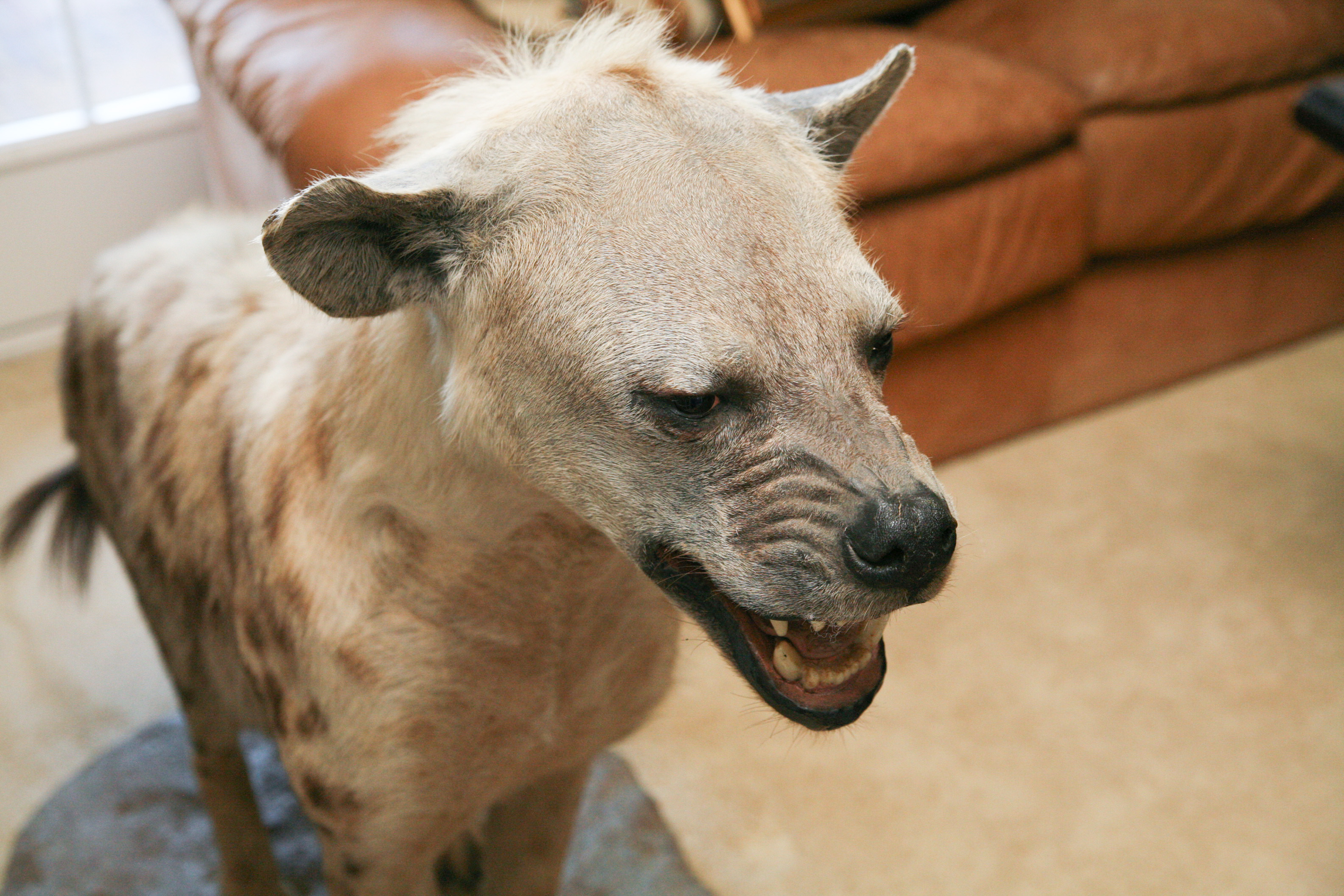 Spotted Hyena Taxidermy Specimen