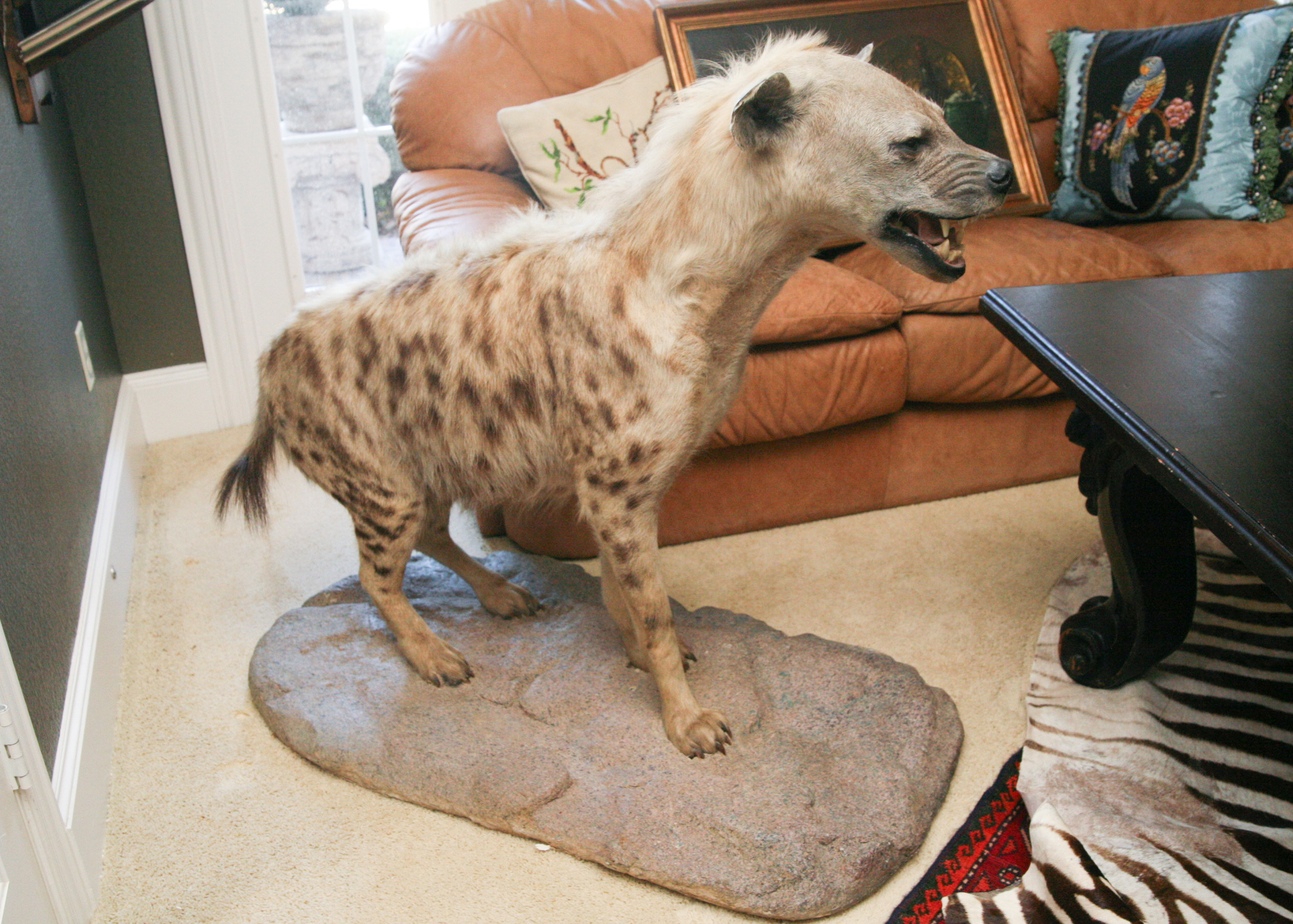 Spotted Hyena Taxidermy Specimen