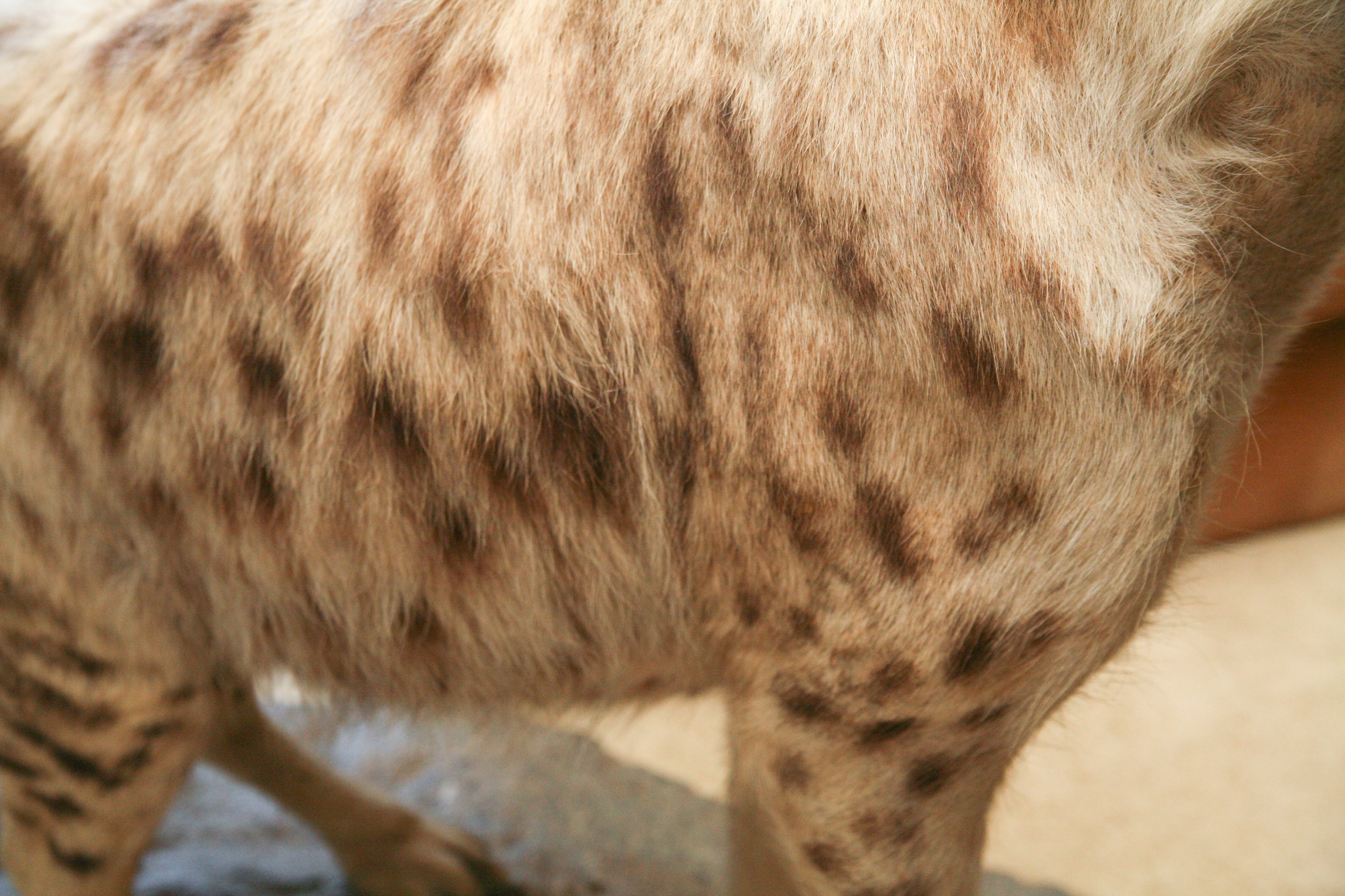 Spotted Hyena Taxidermy Specimen