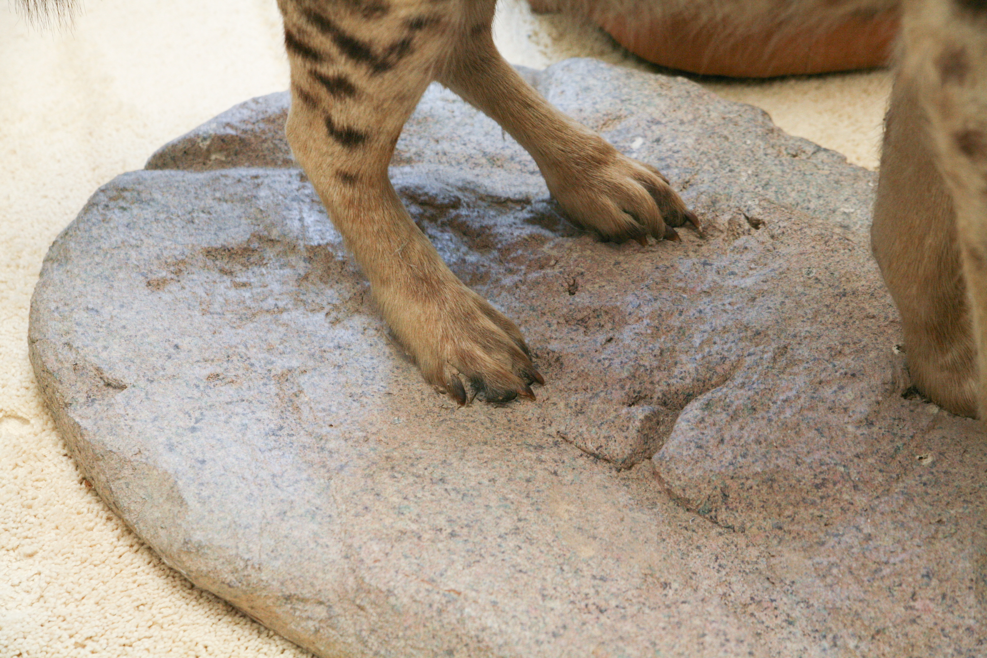 Spotted Hyena Taxidermy Specimen