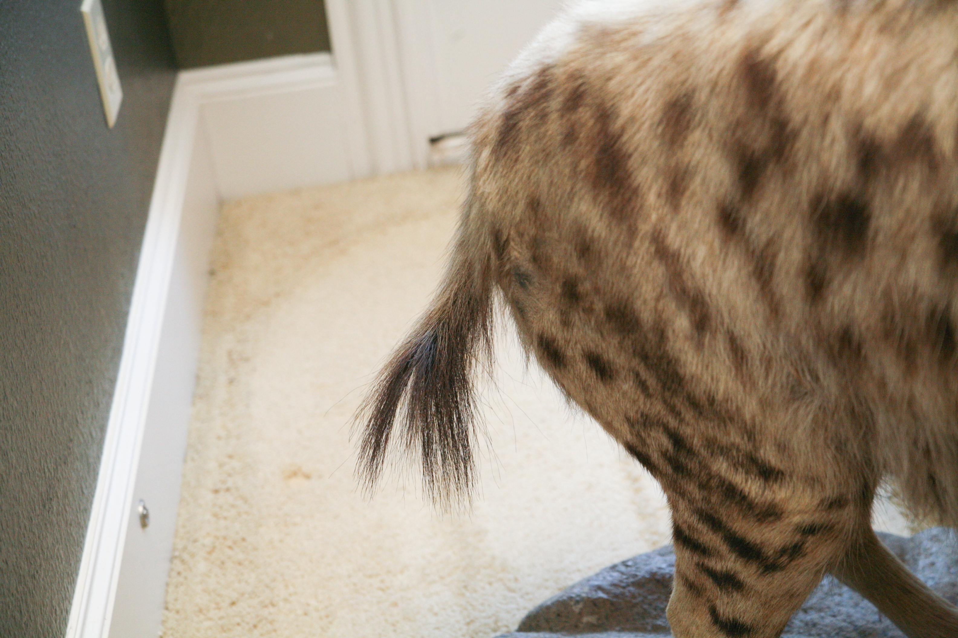 Spotted Hyena Taxidermy Specimen