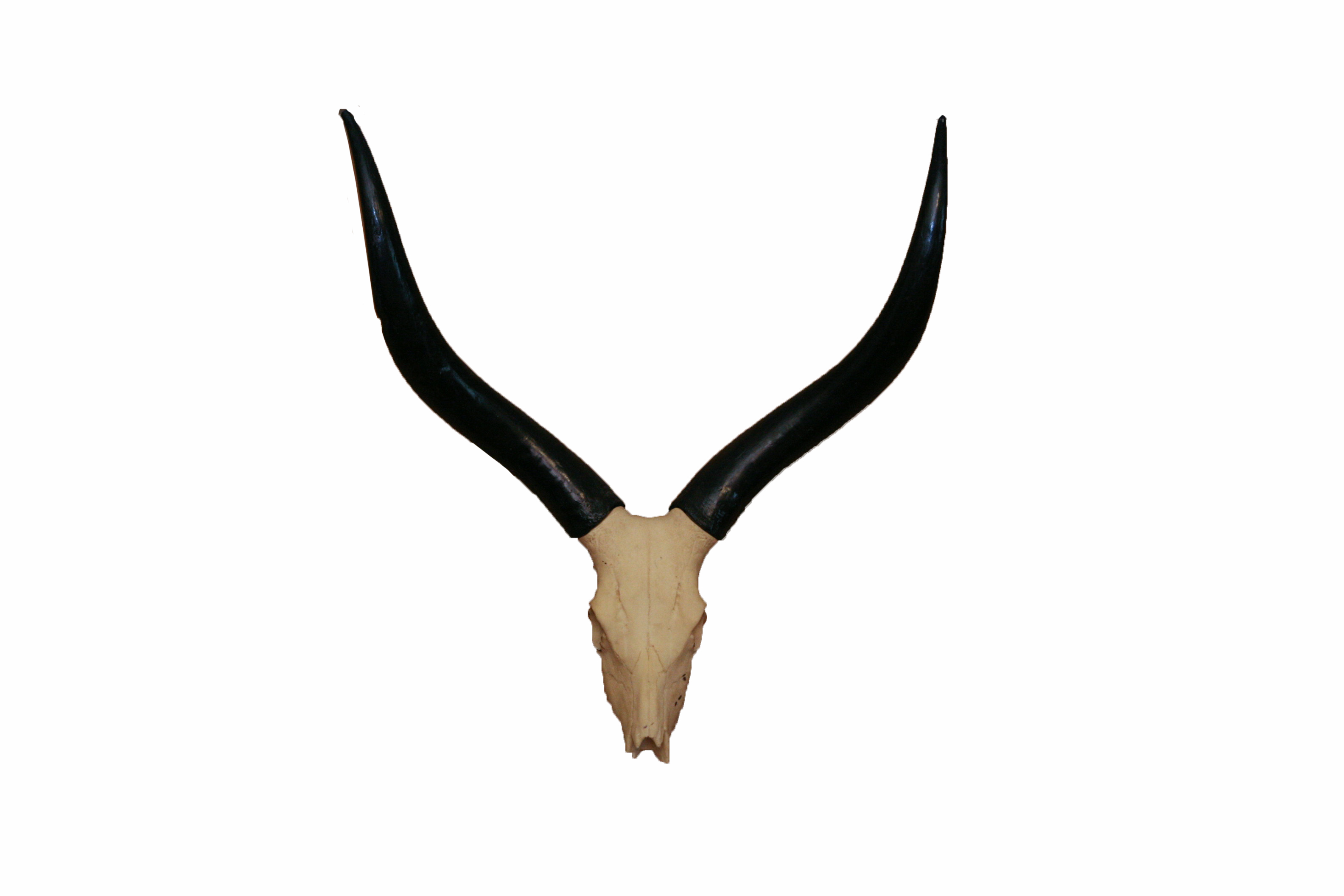 Ankole Watusi Skull with Polished Horns