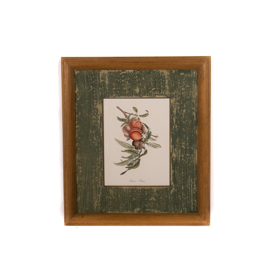 Offset Lithographic Peach Botanical Print "Prunus Persica"
