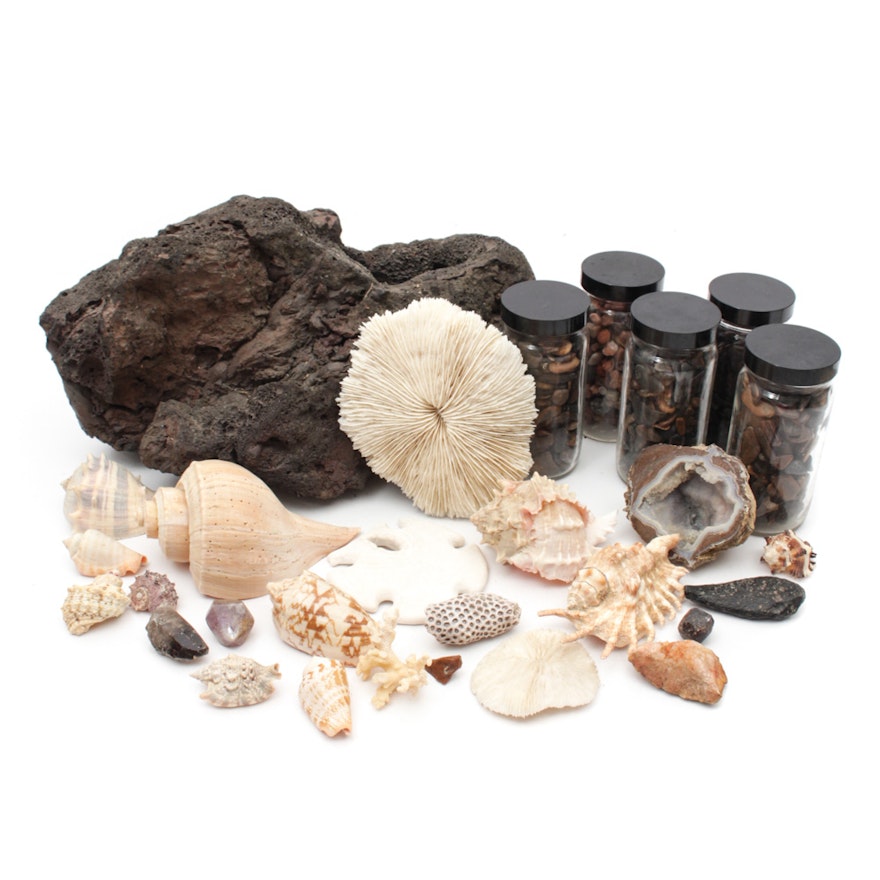 Coral, Shell, and Mineral Specimens