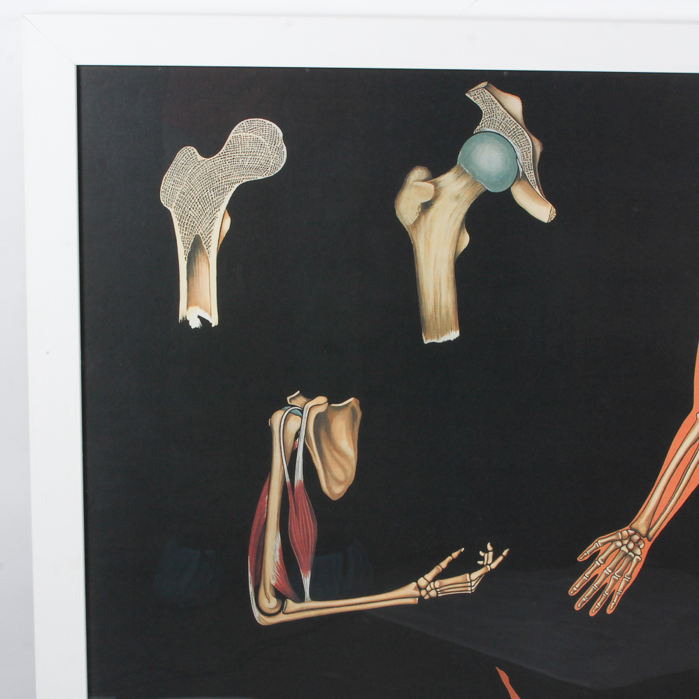 Offset Lithograph Poster of Human Anatomy