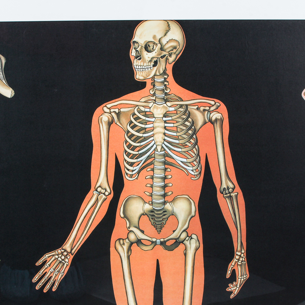 Offset Lithograph Poster of Human Anatomy
