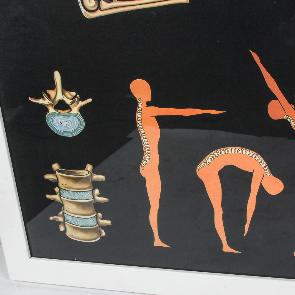 Offset Lithograph Poster of Human Anatomy