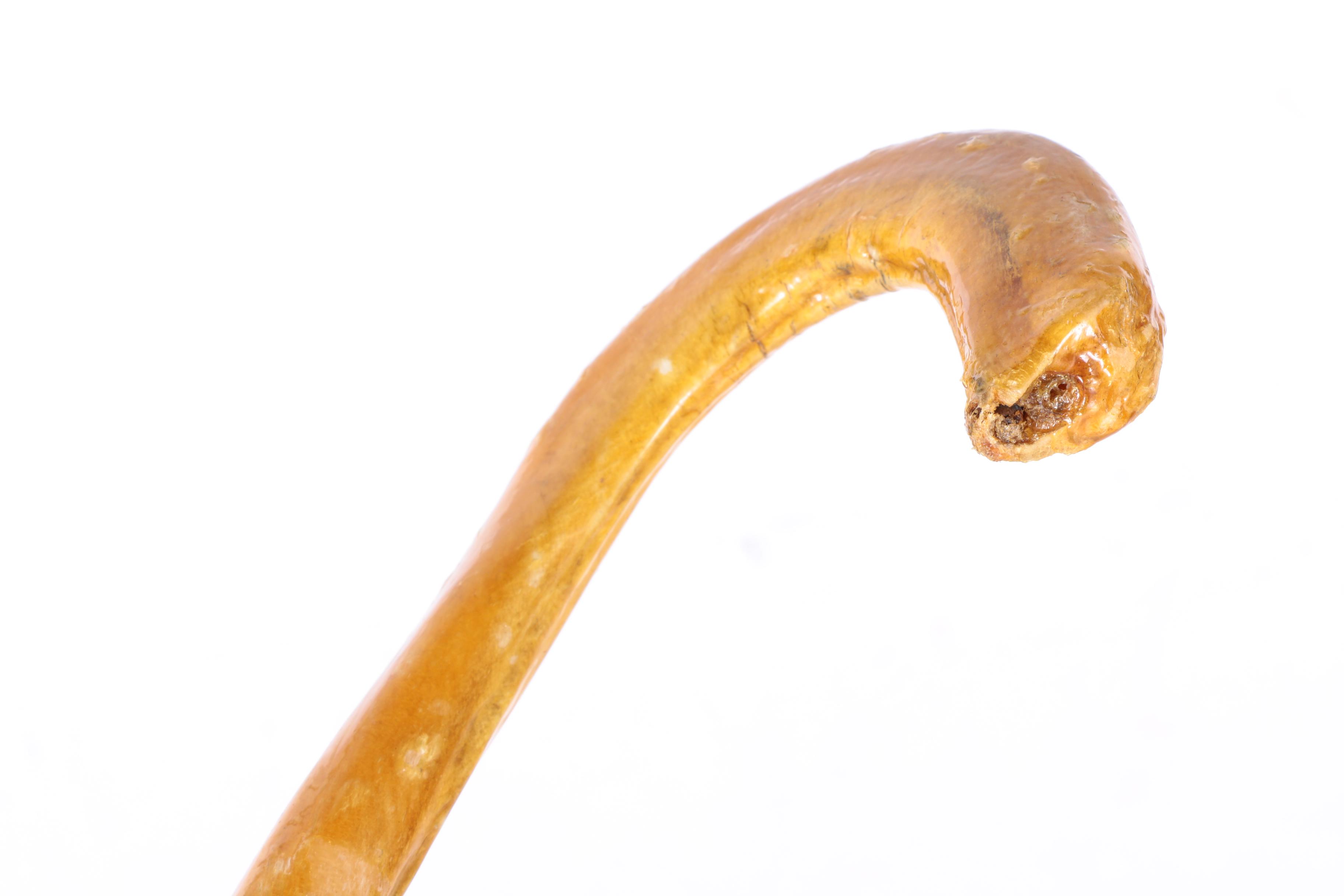 Crook-Handled Bull Organ Cane