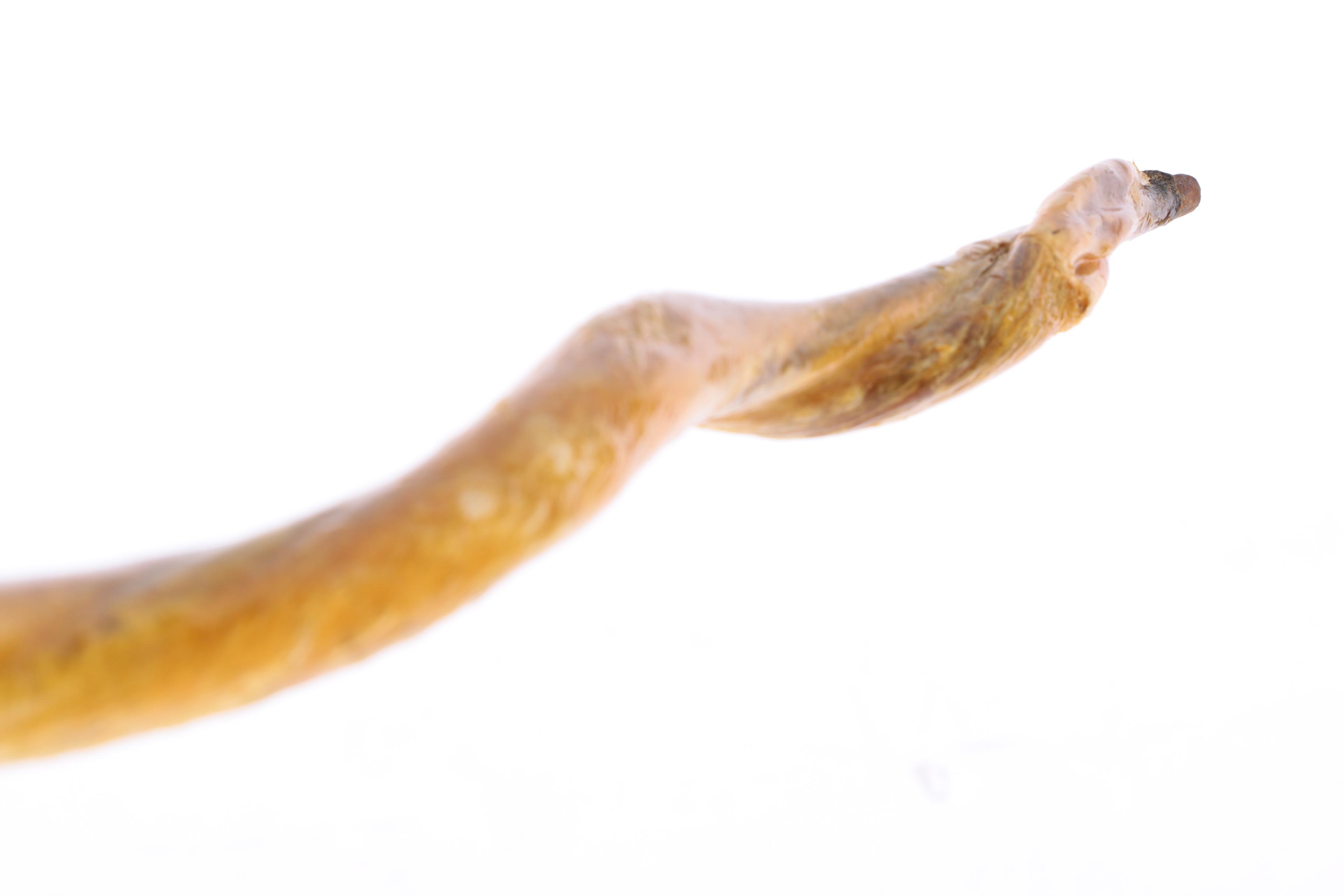 Crook-Handled Bull Organ Cane