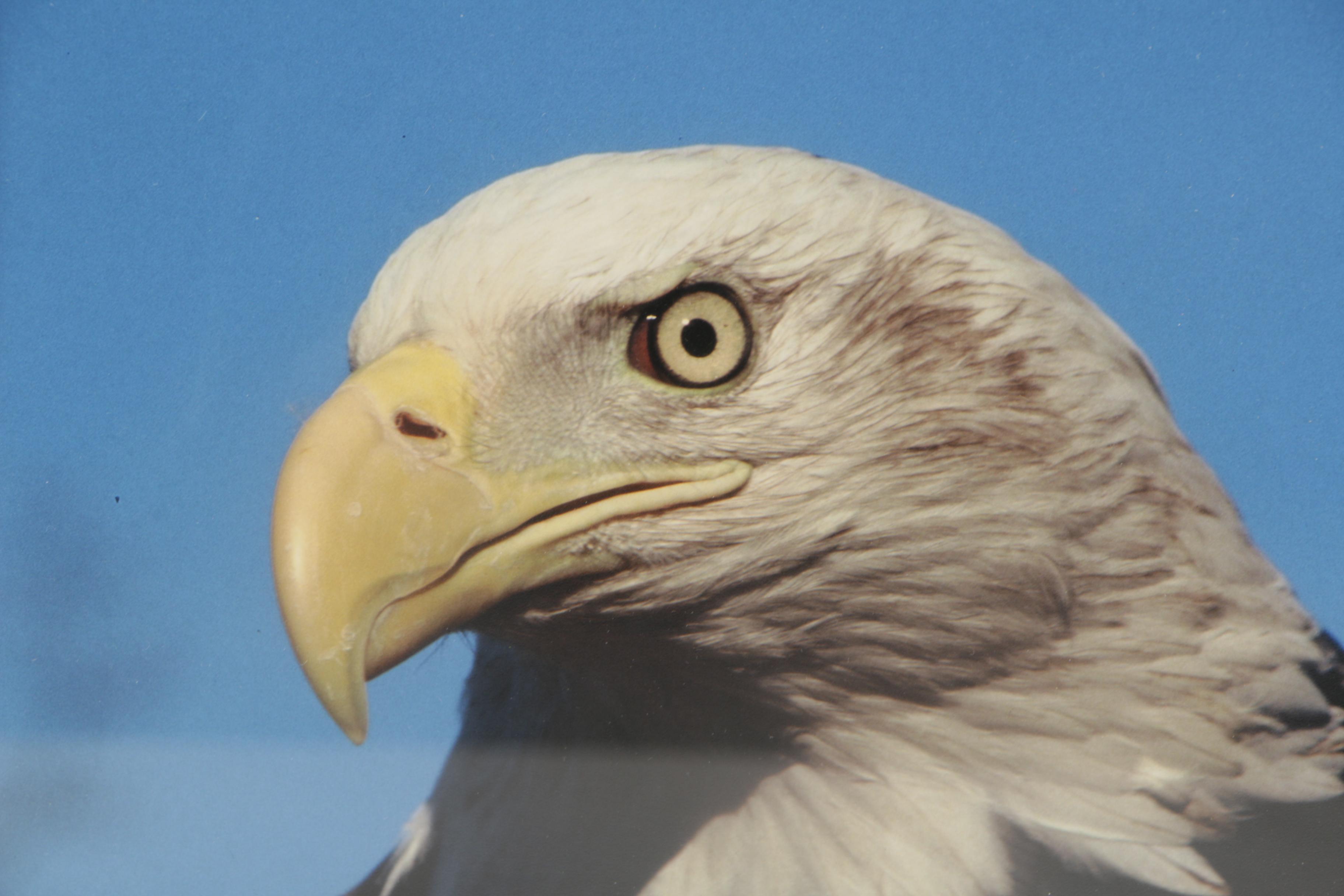 George W. Ritchey Color Photograph of Bald Eagle