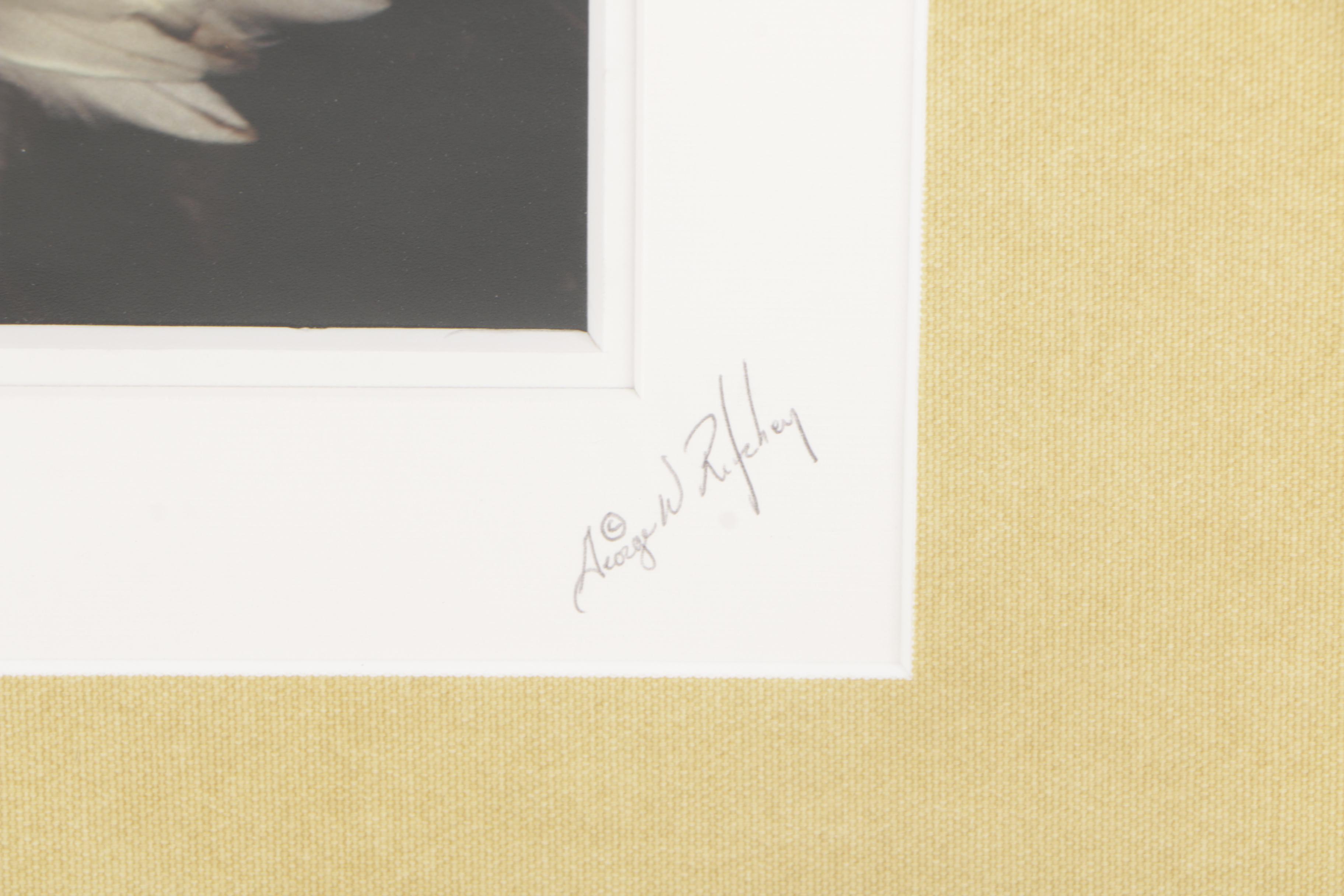 George W. Ritchey Color Photograph of Bald Eagle