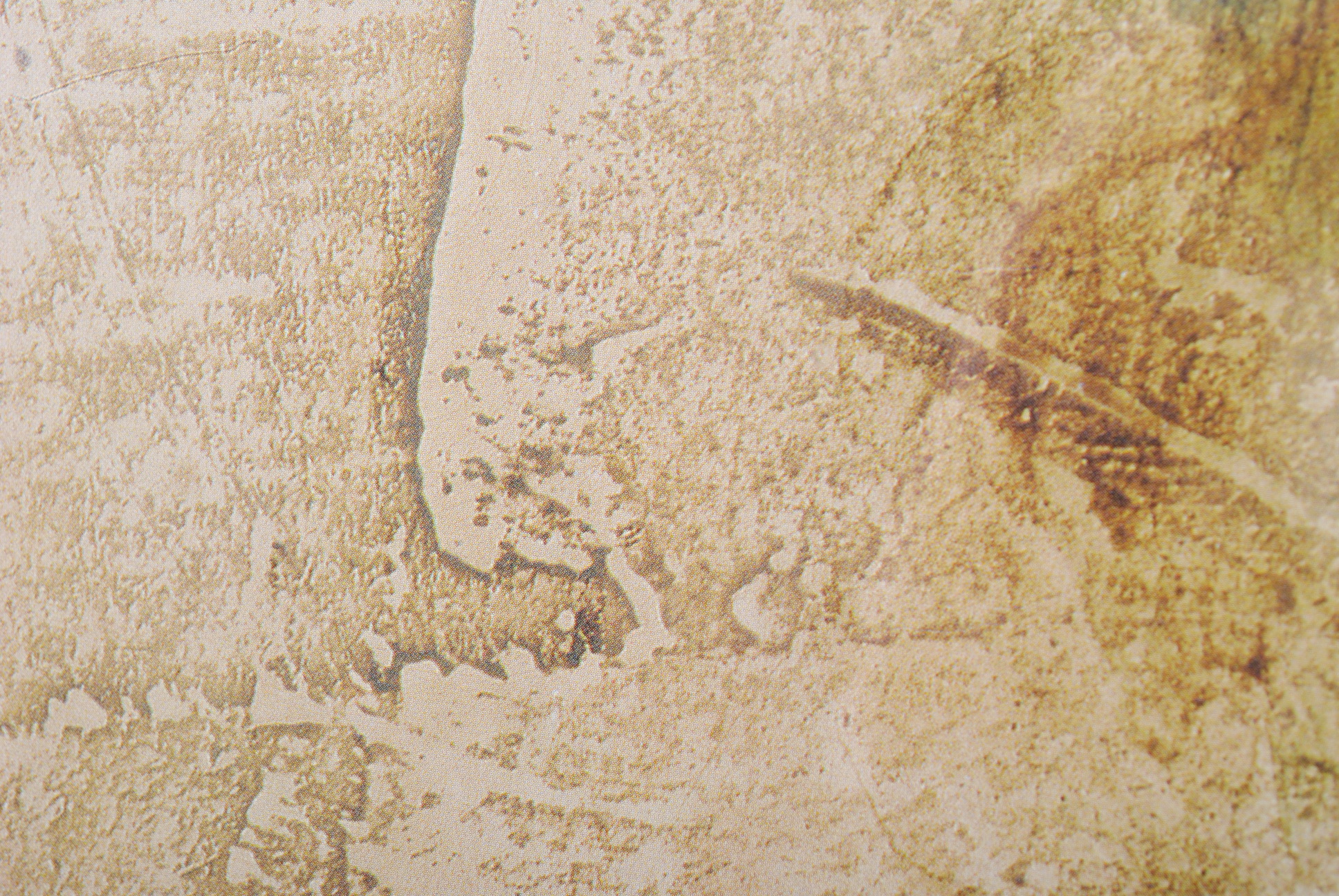 Offset Lithographs After Cheri Blum "Narcissus Cool" and "Orchid Cool"