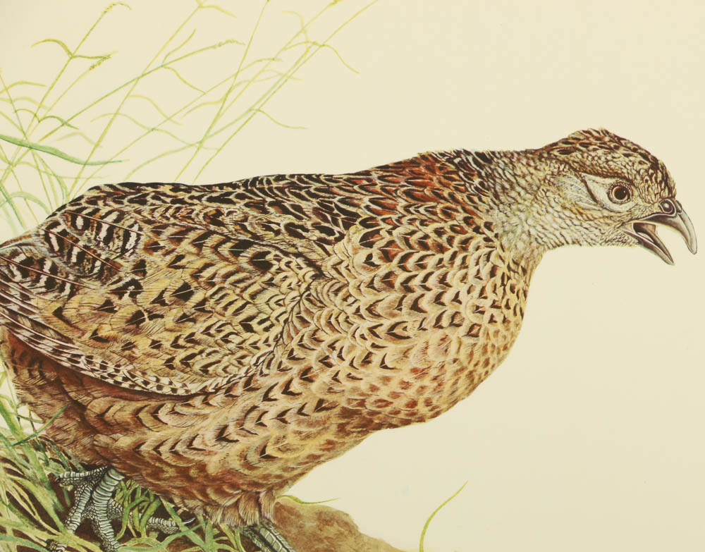 Reproduction Collotypes After M.A. Antonoplos