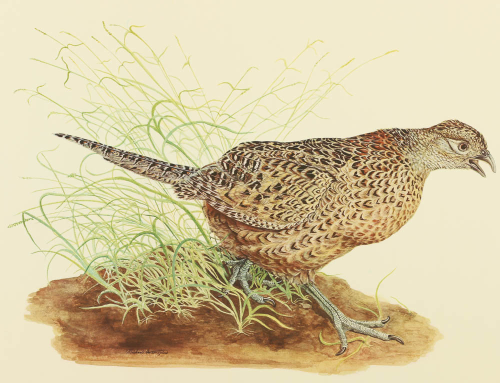 Reproduction Collotypes After M.A. Antonoplos