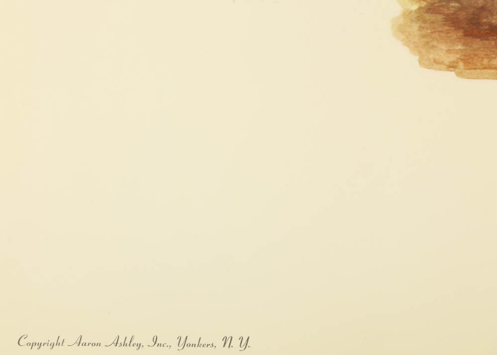 Reproduction Collotypes After M.A. Antonoplos