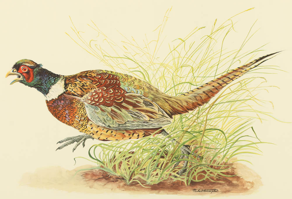 Reproduction Collotypes After M.A. Antonoplos