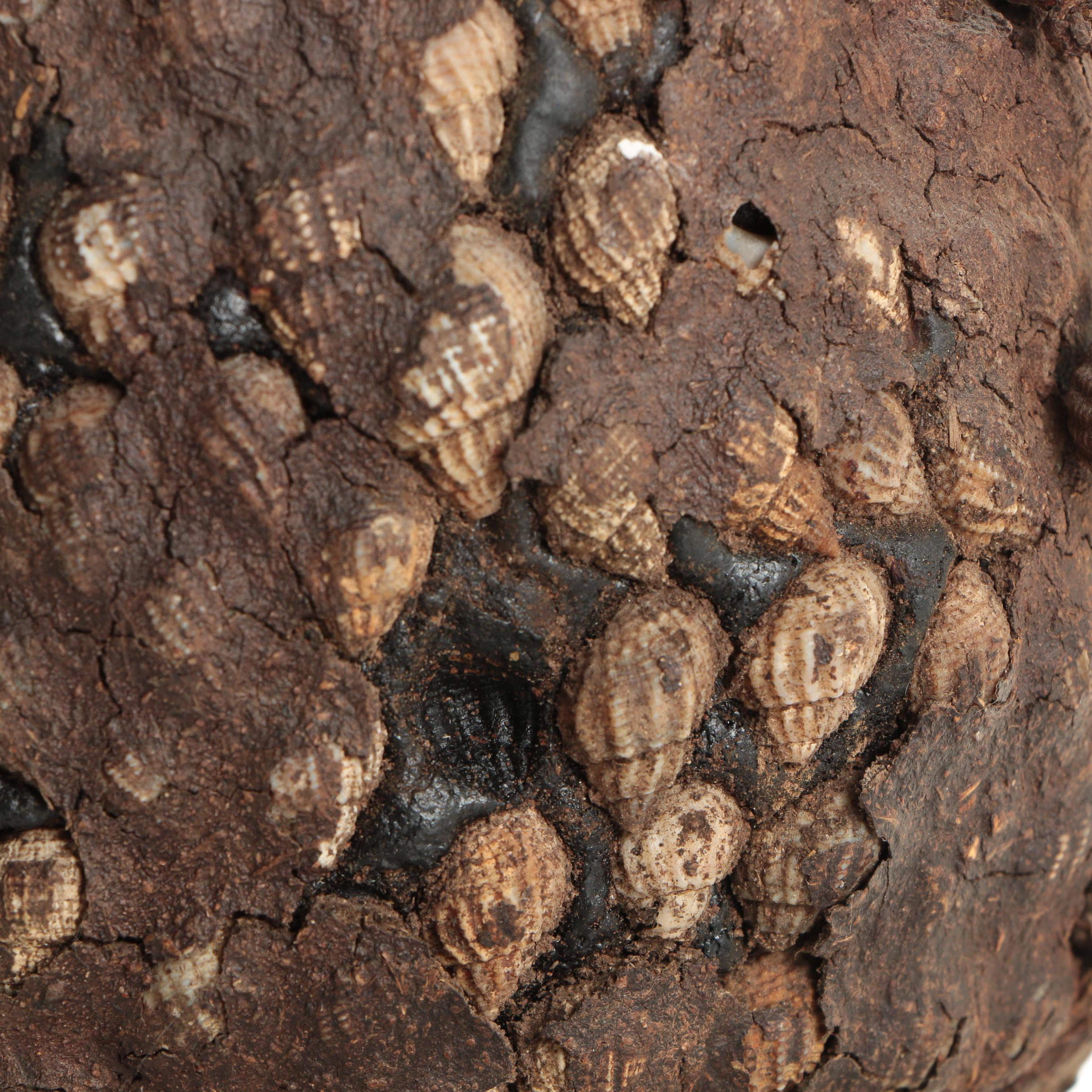 African Shell and Bone Water Pipe
