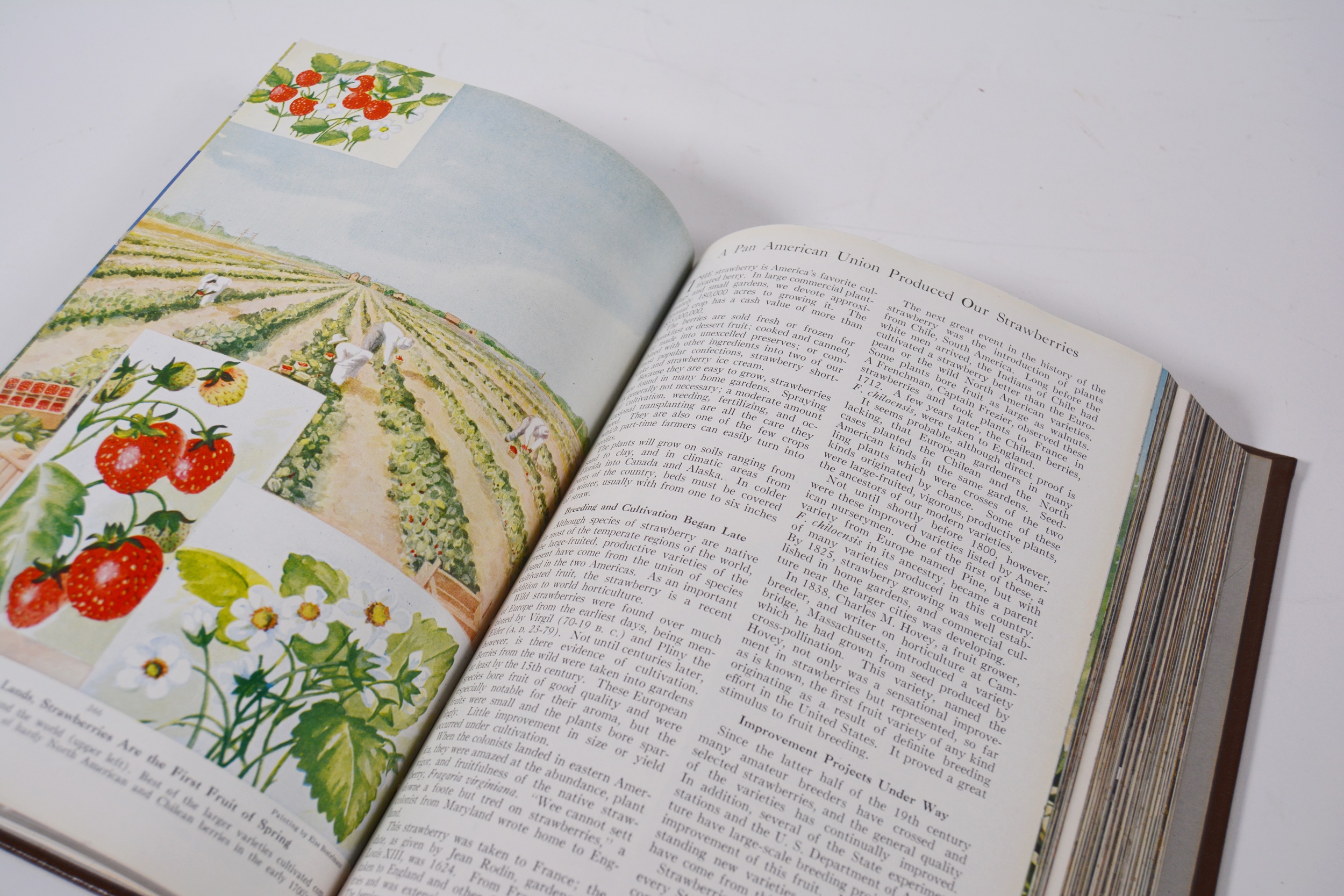 The National Geographic Magazine Hardcover Book