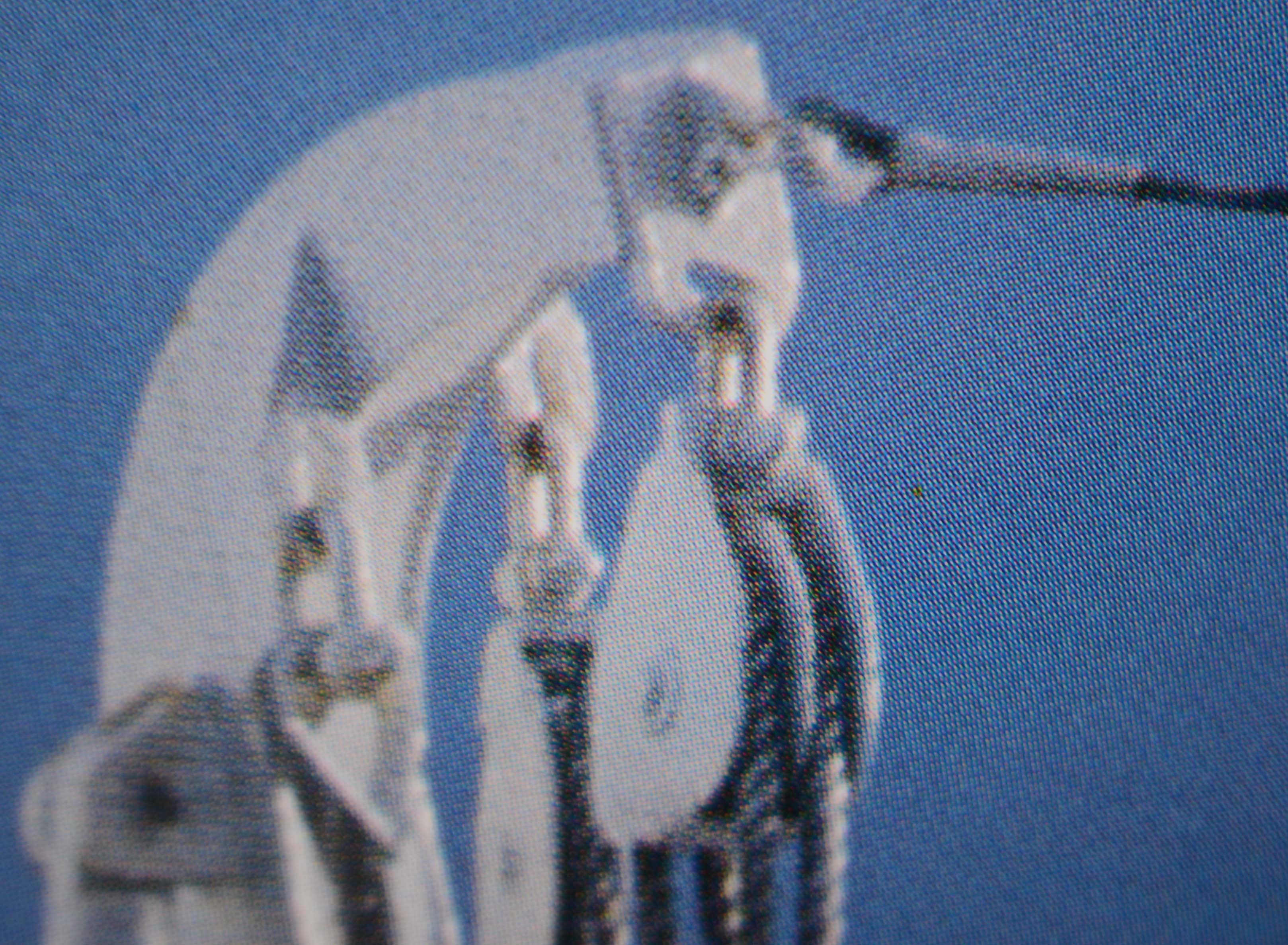 Paul Calabro Offset Lithographic Print for Polizzi Galleries