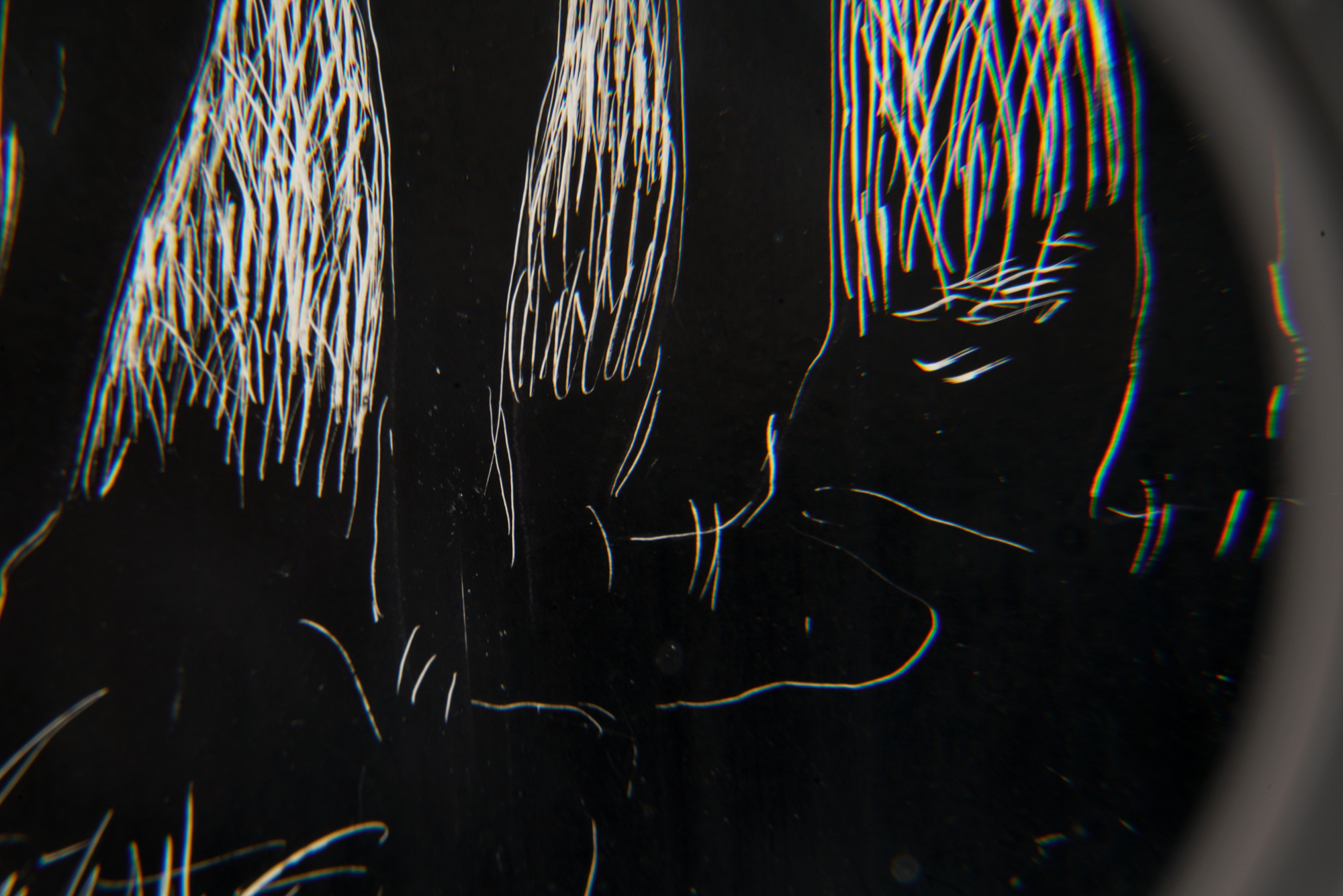 Edna Martin Scratch Board Drawing "Two Donkeys"