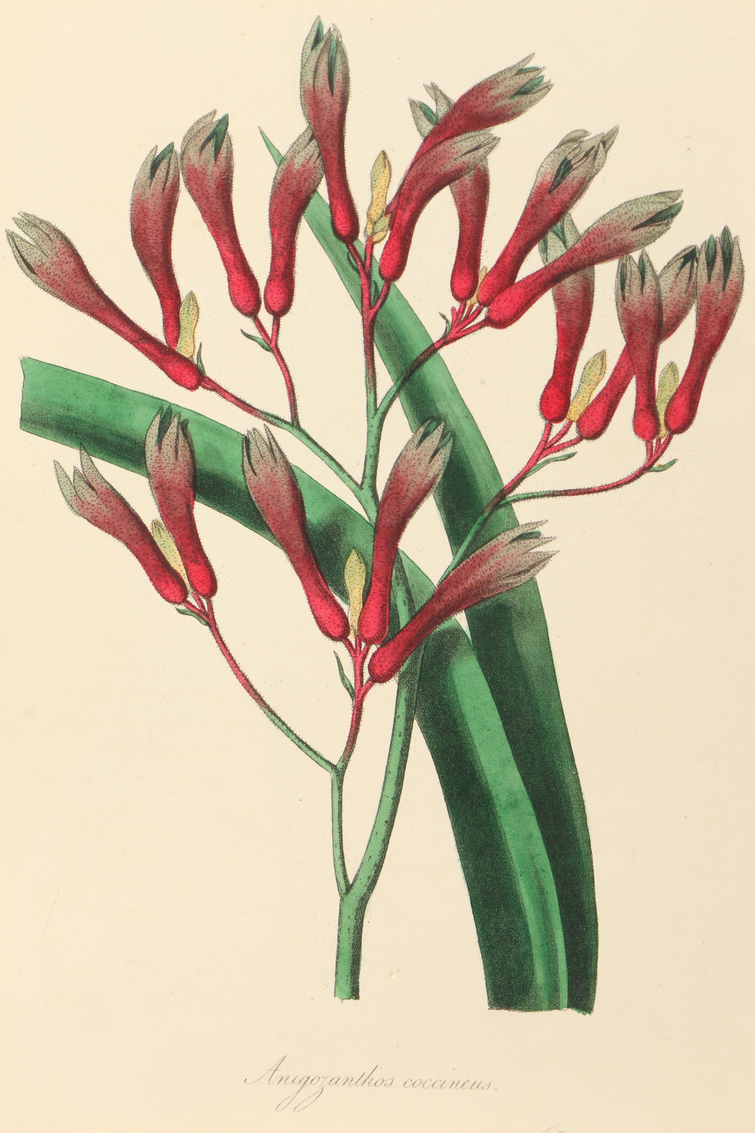 Assortment of Hand-Colored Botanical Prints