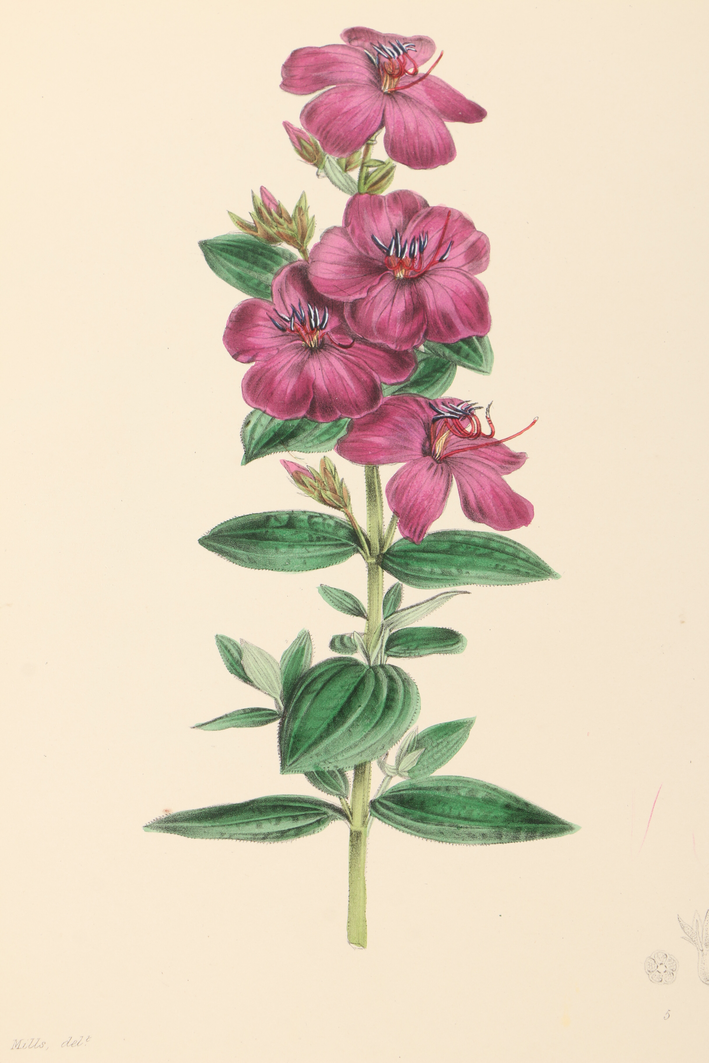 Assortment of Hand-Colored Botanical Prints