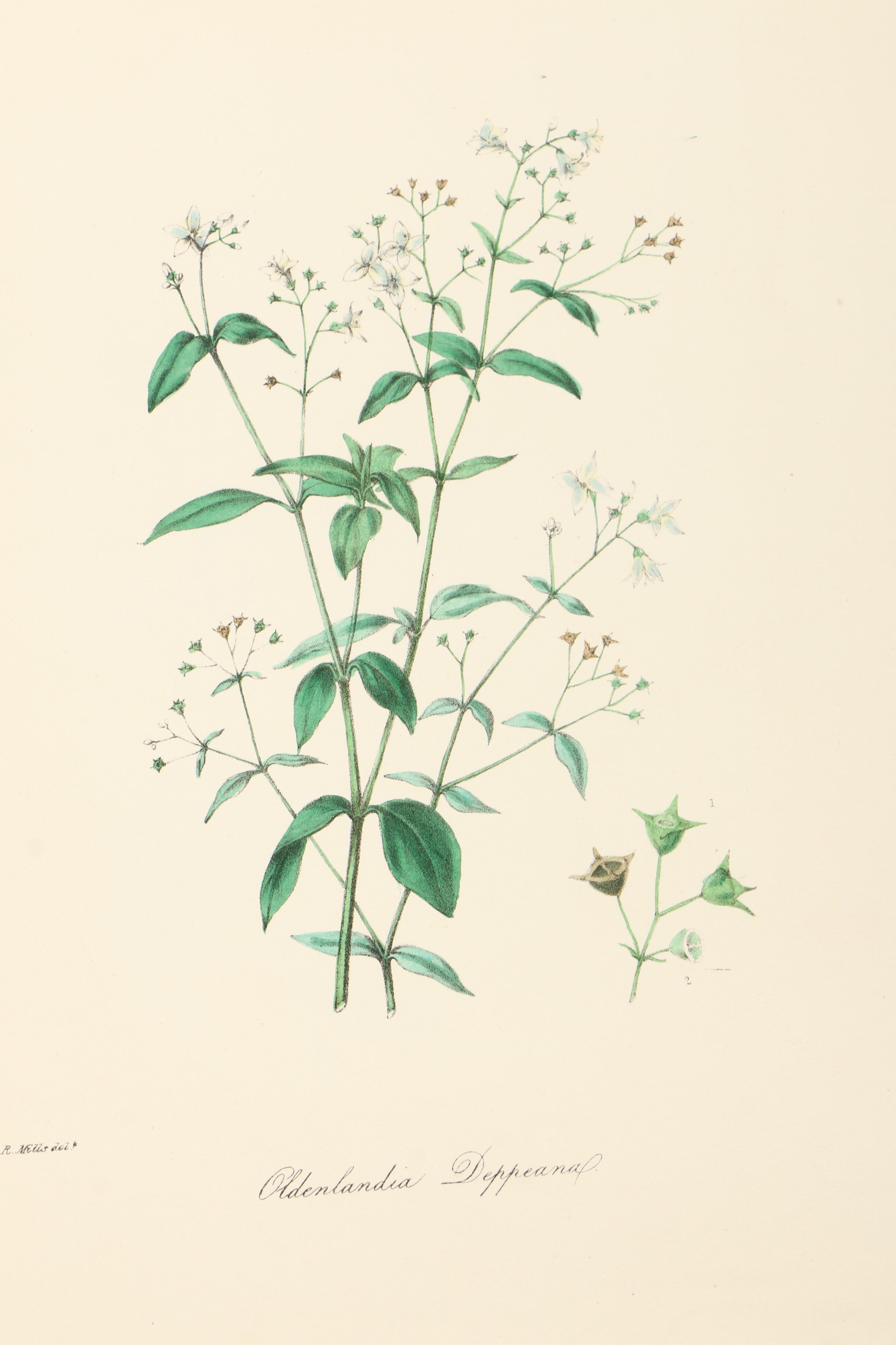 Assortment of Hand-Colored Botanical Prints