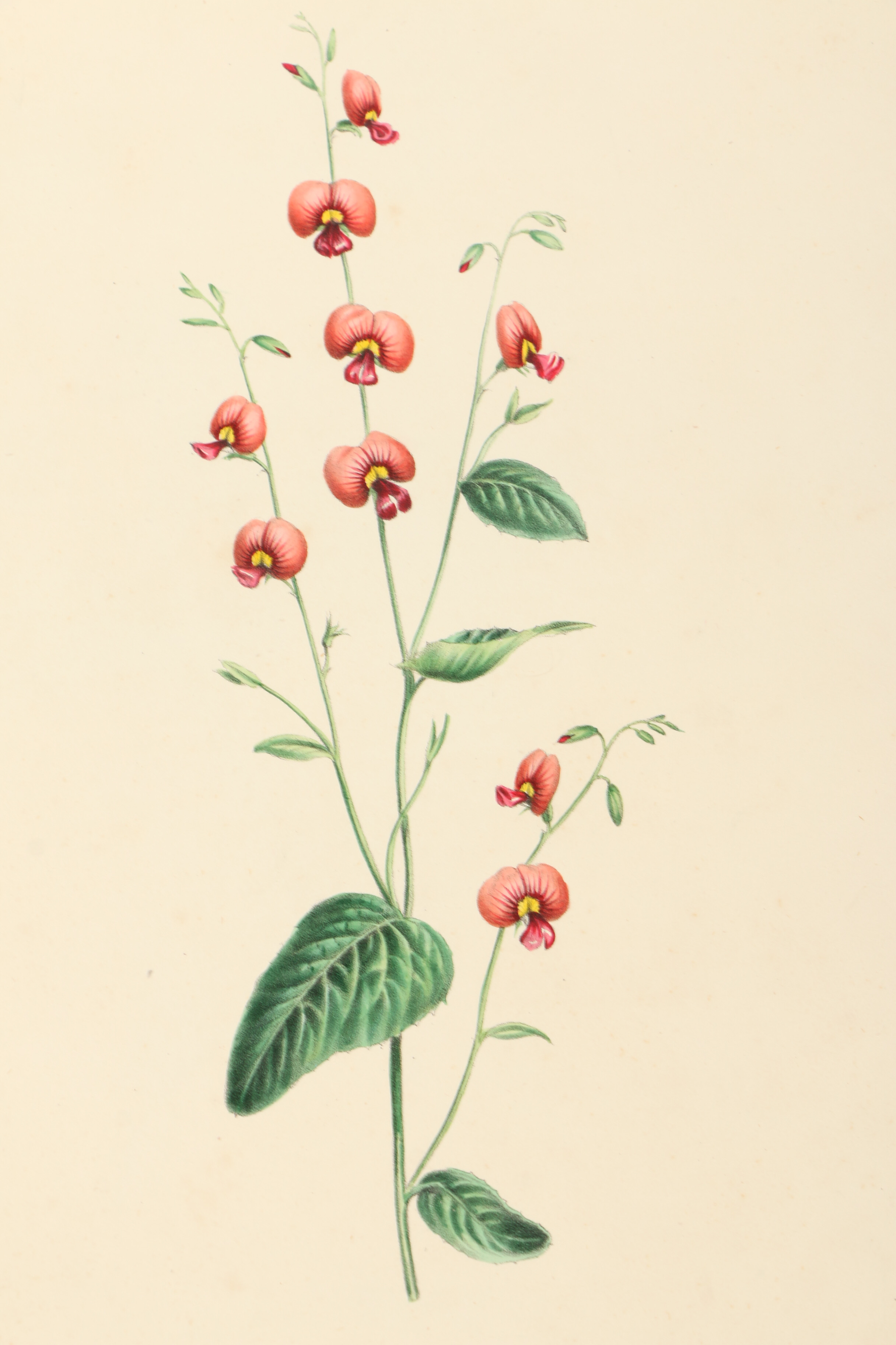 Assortment of Hand-Colored Botanical Prints