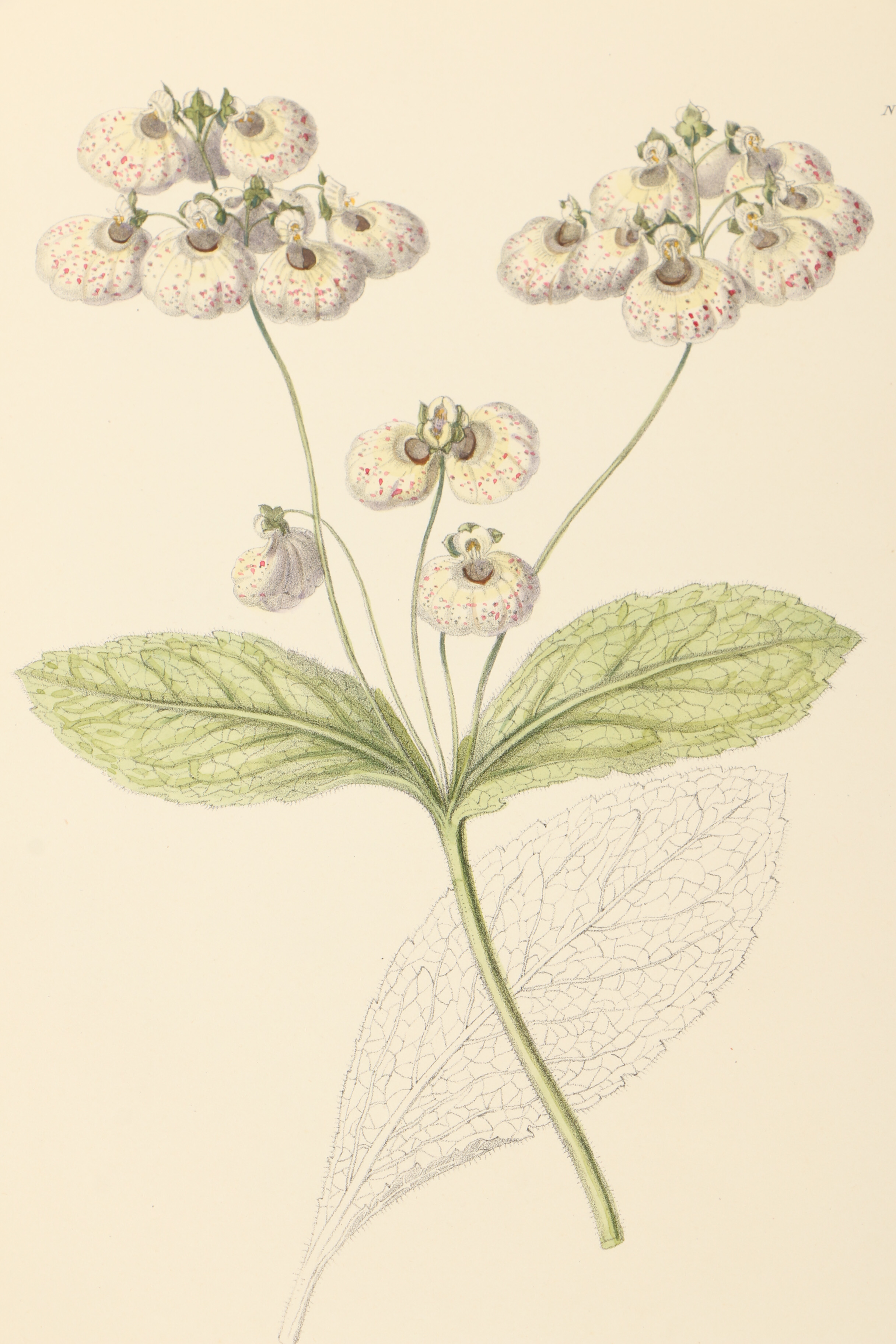 Assortment of Hand-Colored Botanical Prints