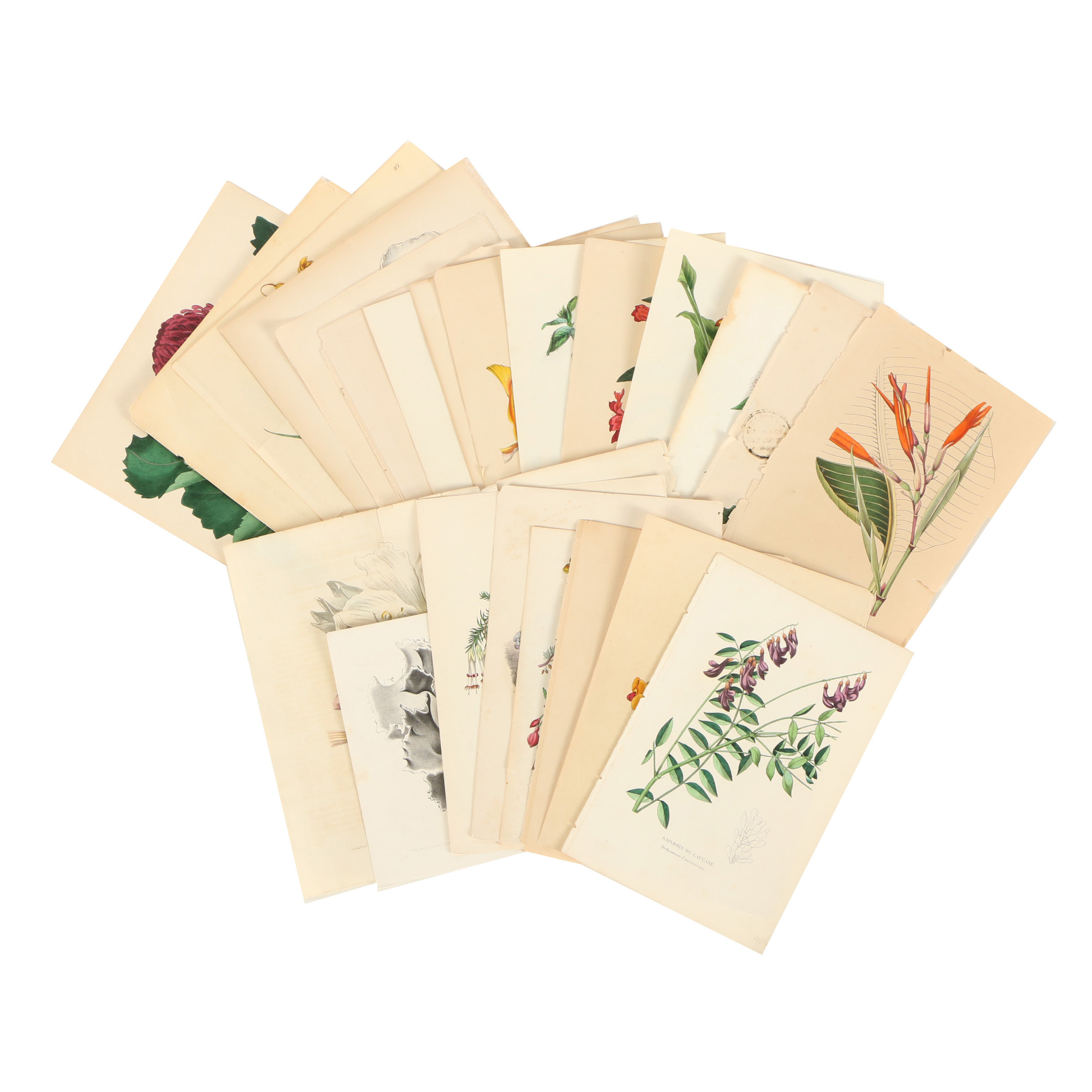 Assortment of Hand-Colored Botanical Prints