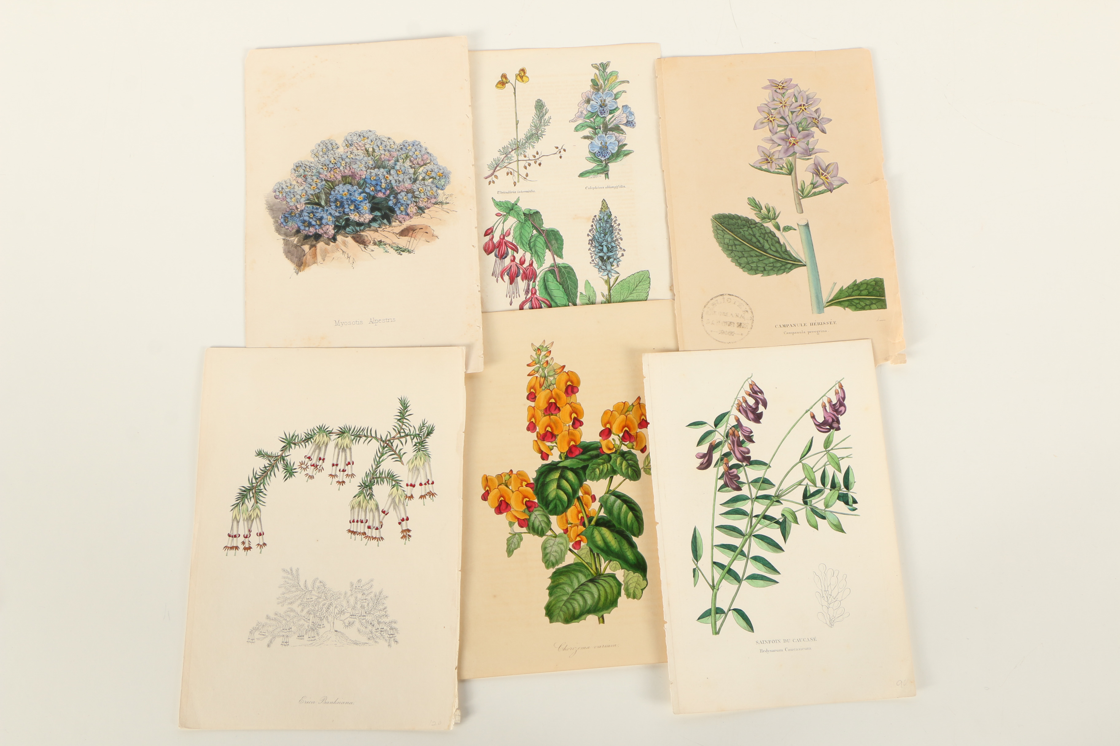 Assortment of Hand-Colored Botanical Prints