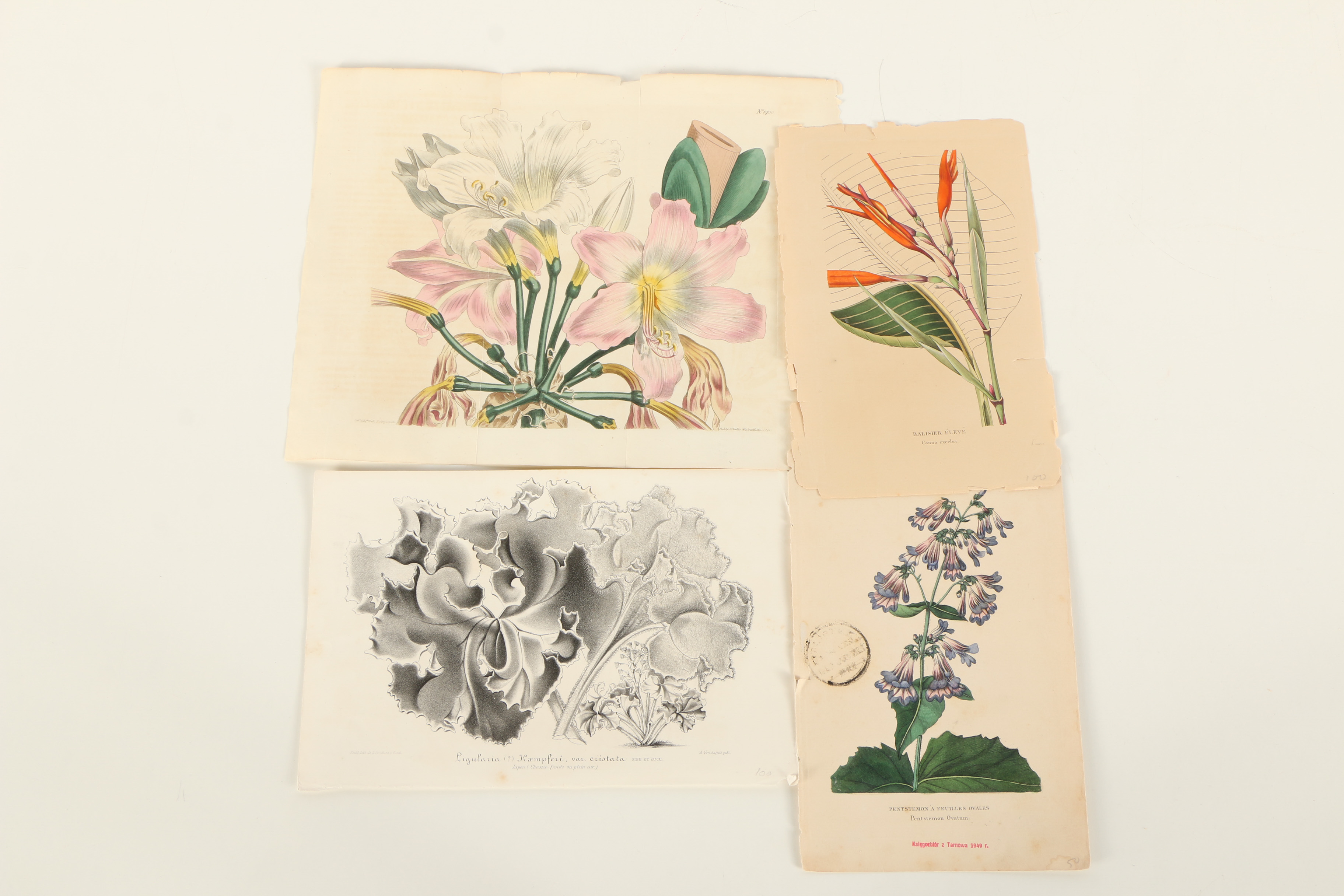 Assortment of Hand-Colored Botanical Prints