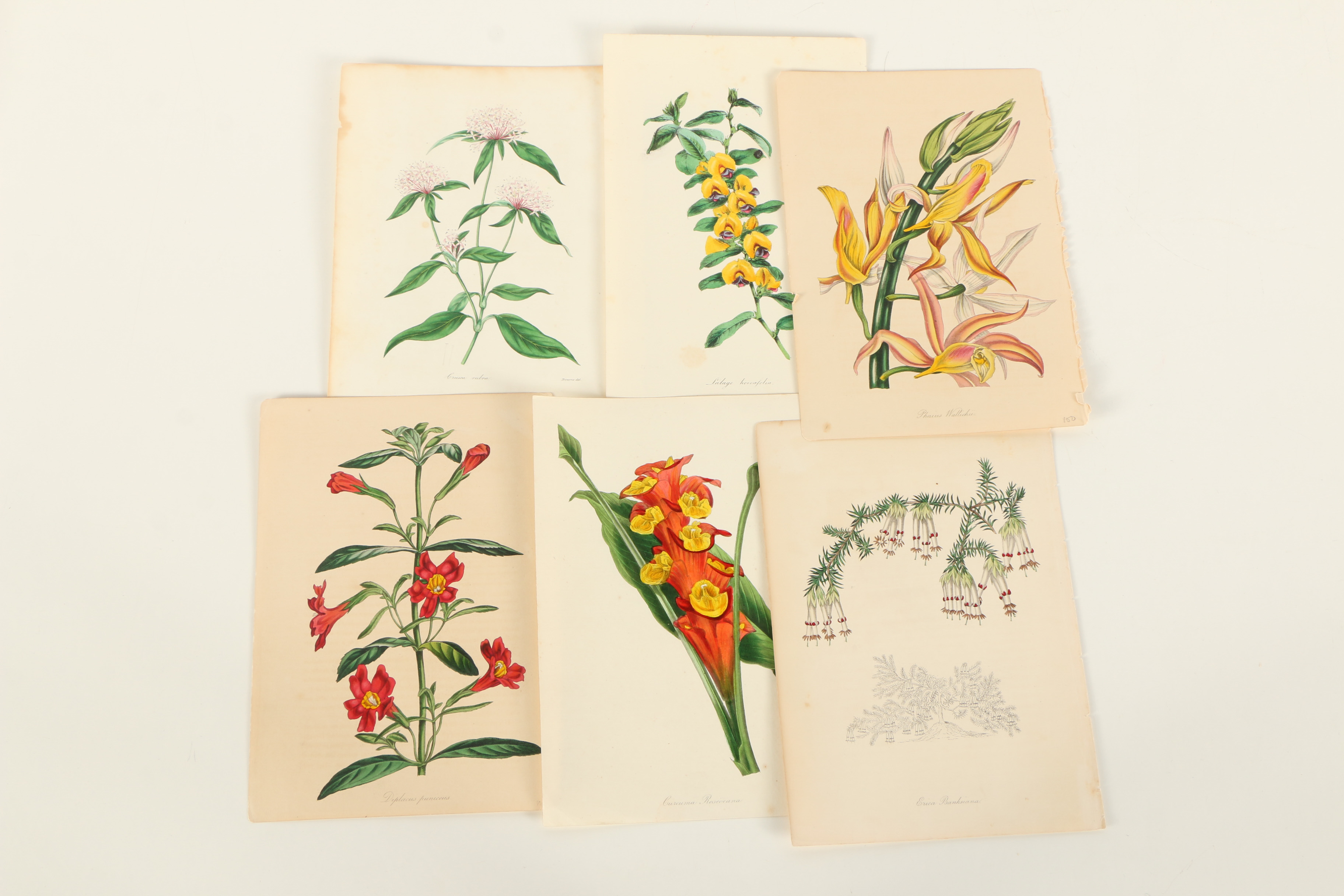 Assortment of Hand-Colored Botanical Prints
