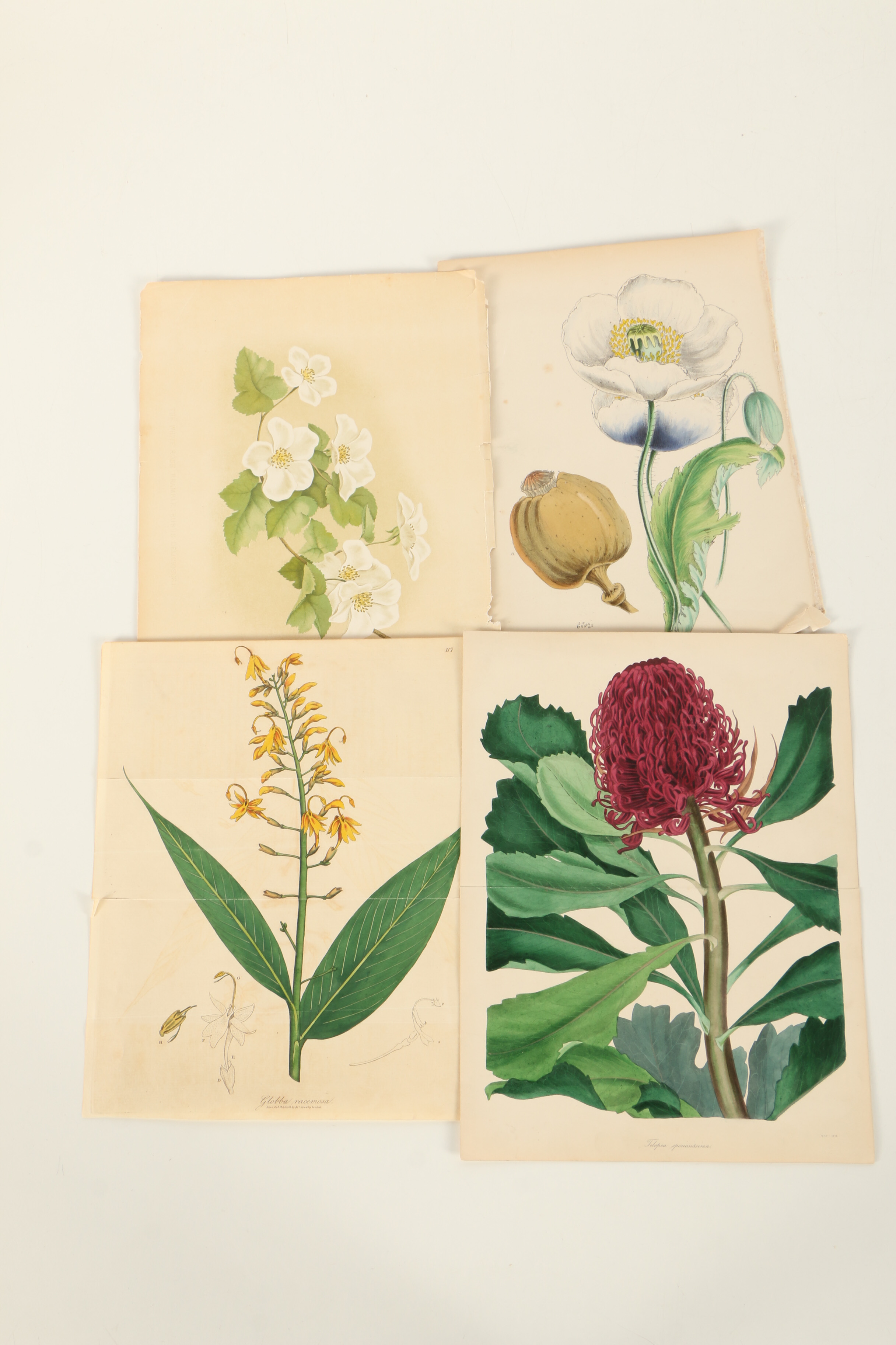 Assortment of Hand-Colored Botanical Prints