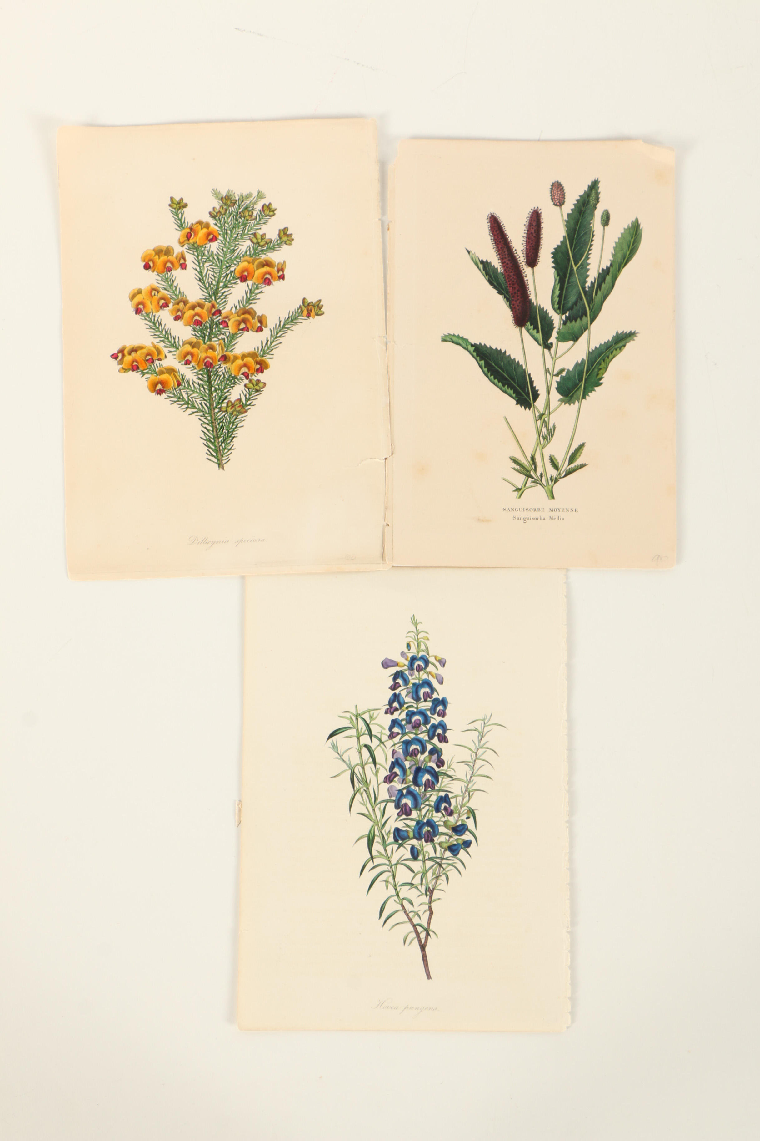 Assortment of Hand-Colored Botanical Prints