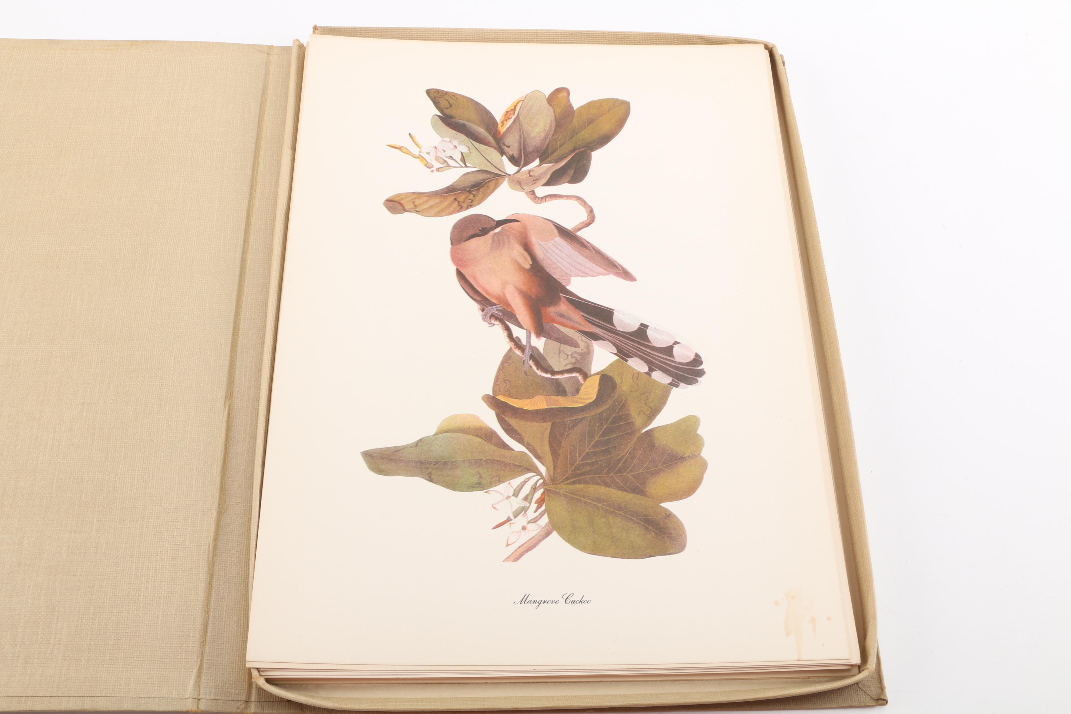 Audubon "Birds of America" Offset Lithographs After John James Audubon