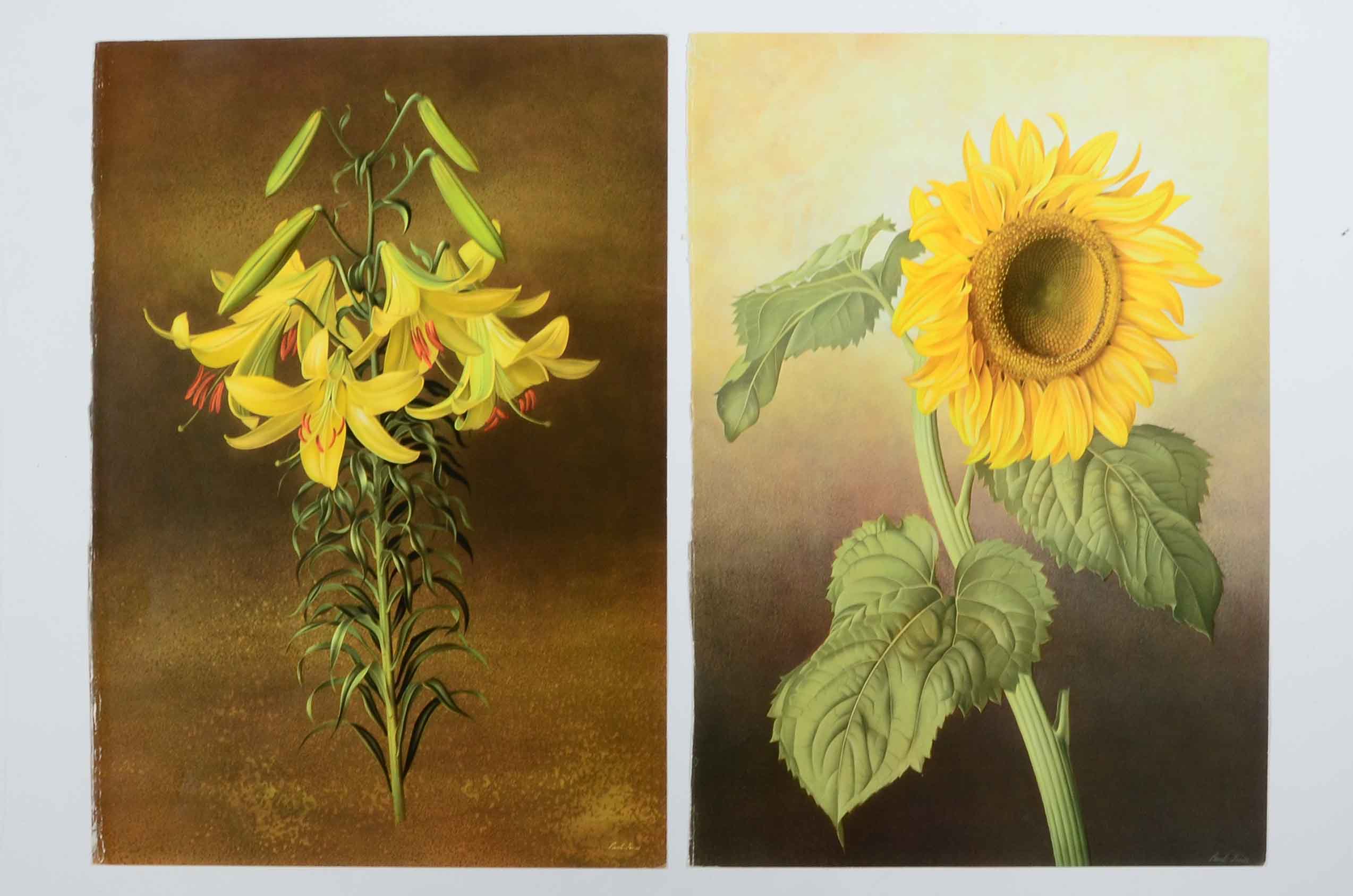 Offset Lithographs After Paul Jones from "Flora Magnifica" and "Flora Superba"