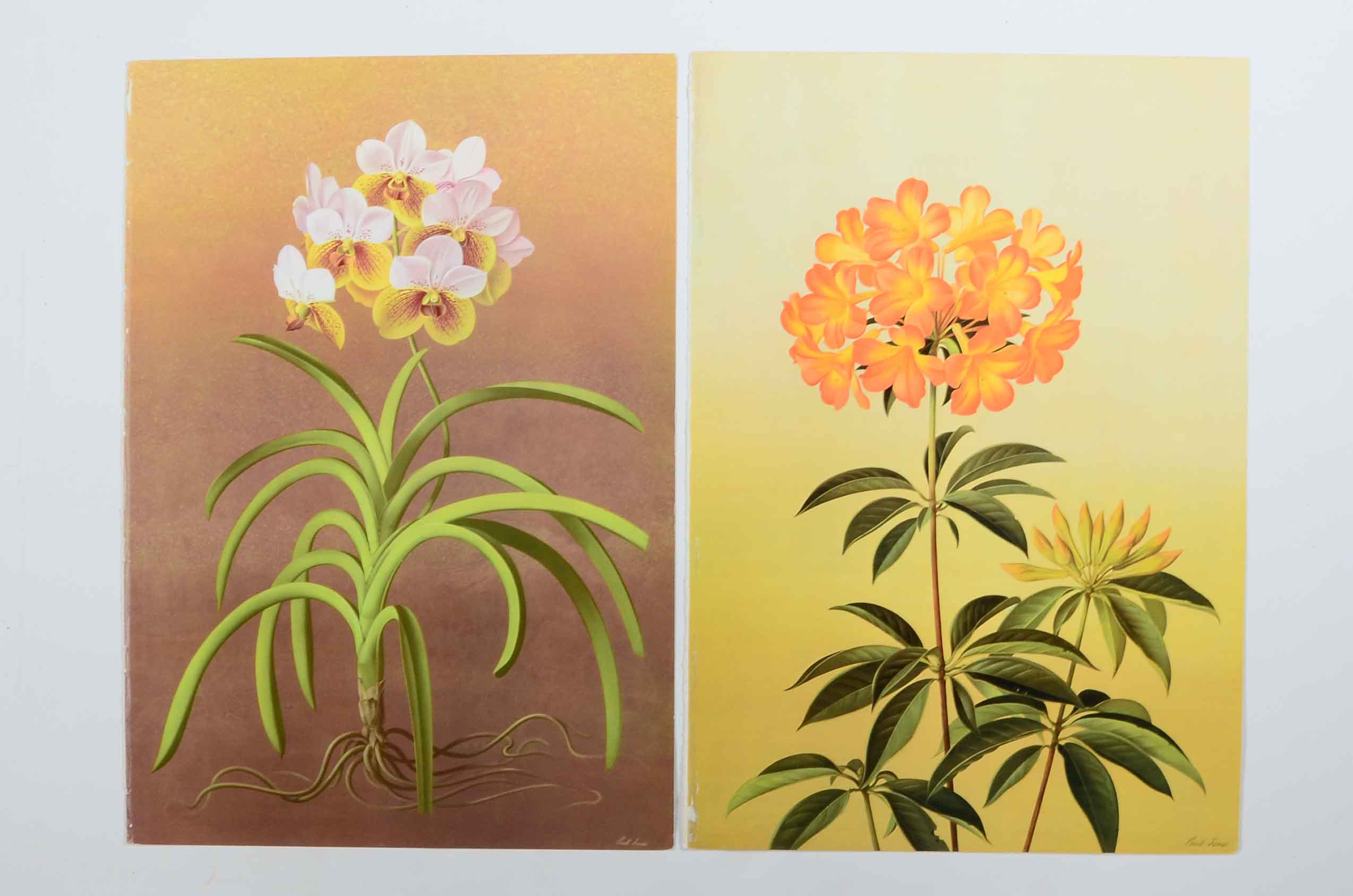 Offset Lithographs After Paul Jones from "Flora Magnifica" and "Flora Superba"