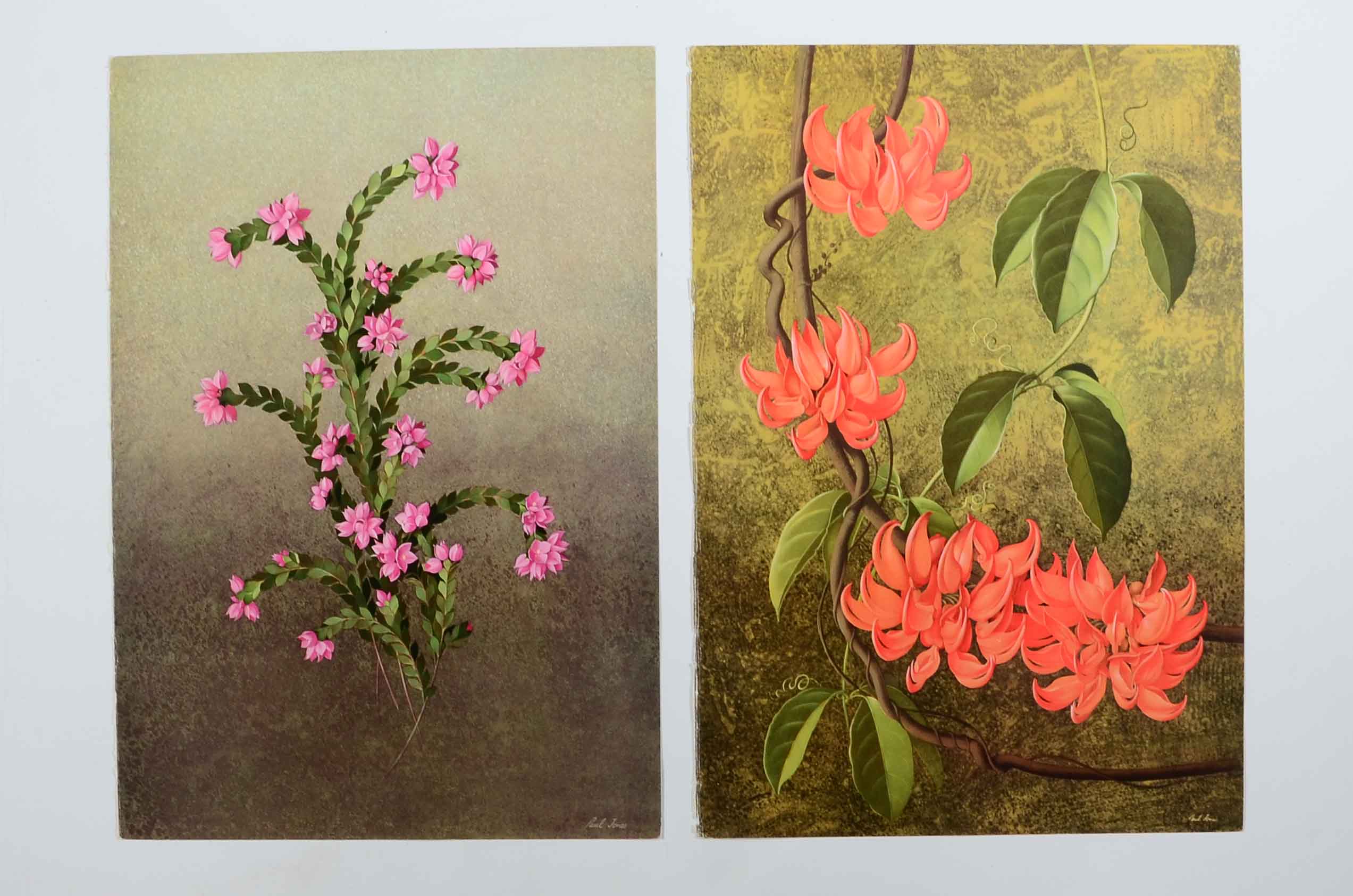 Offset Lithographs After Paul Jones from "Flora Magnifica" and "Flora Superba"