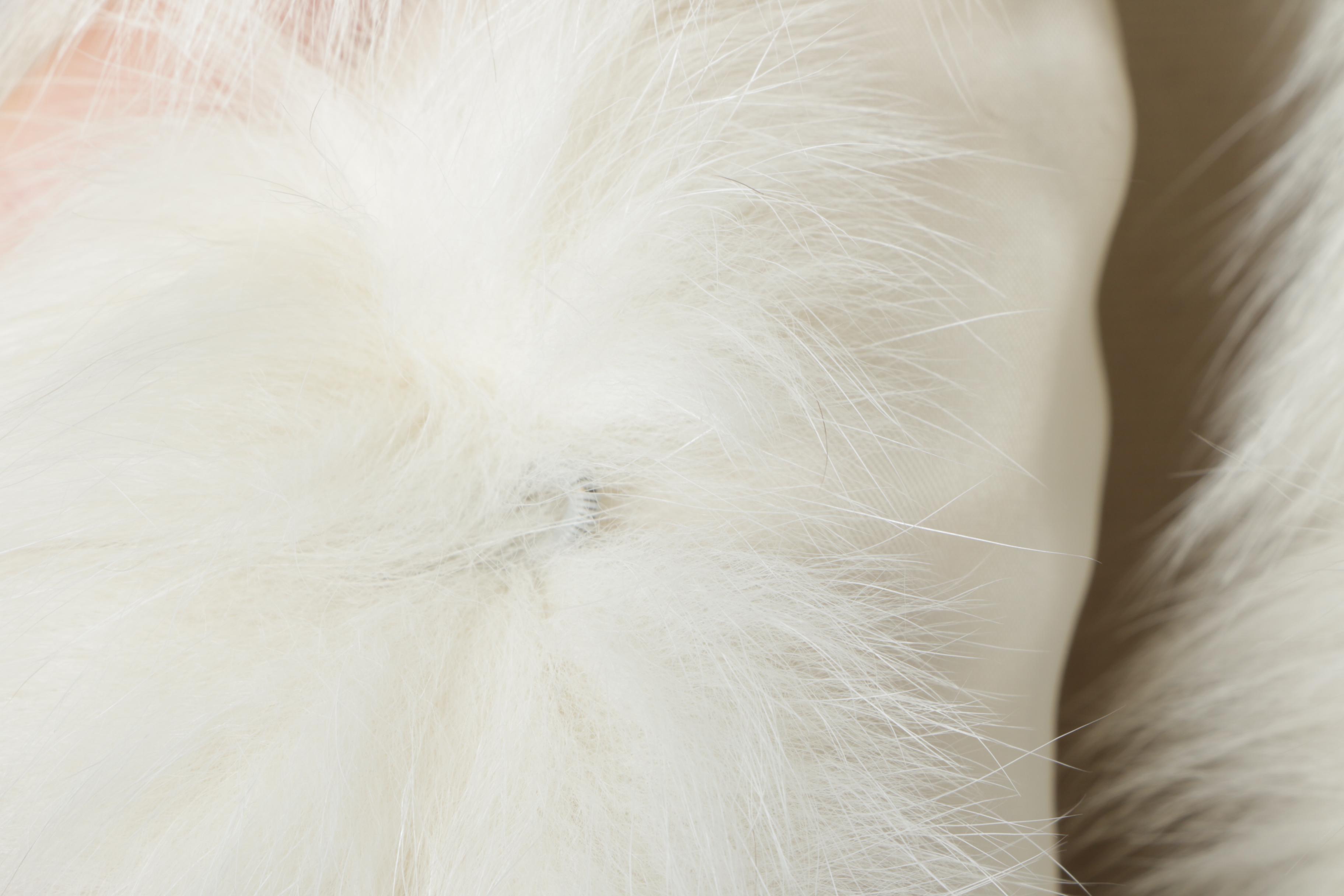 Women's White Fox Fur Coat by Saga Fox