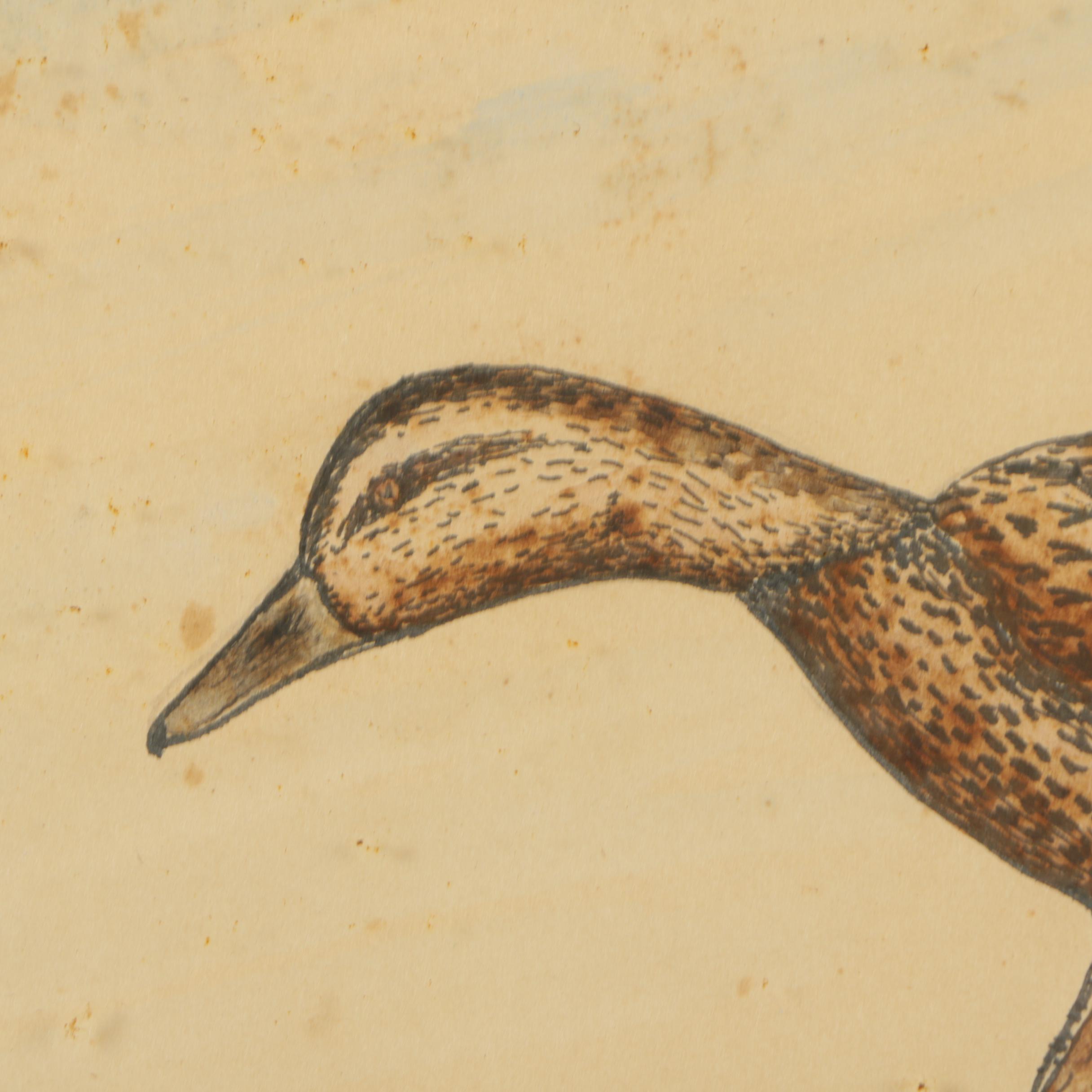 Watercolor Painting of Ducks