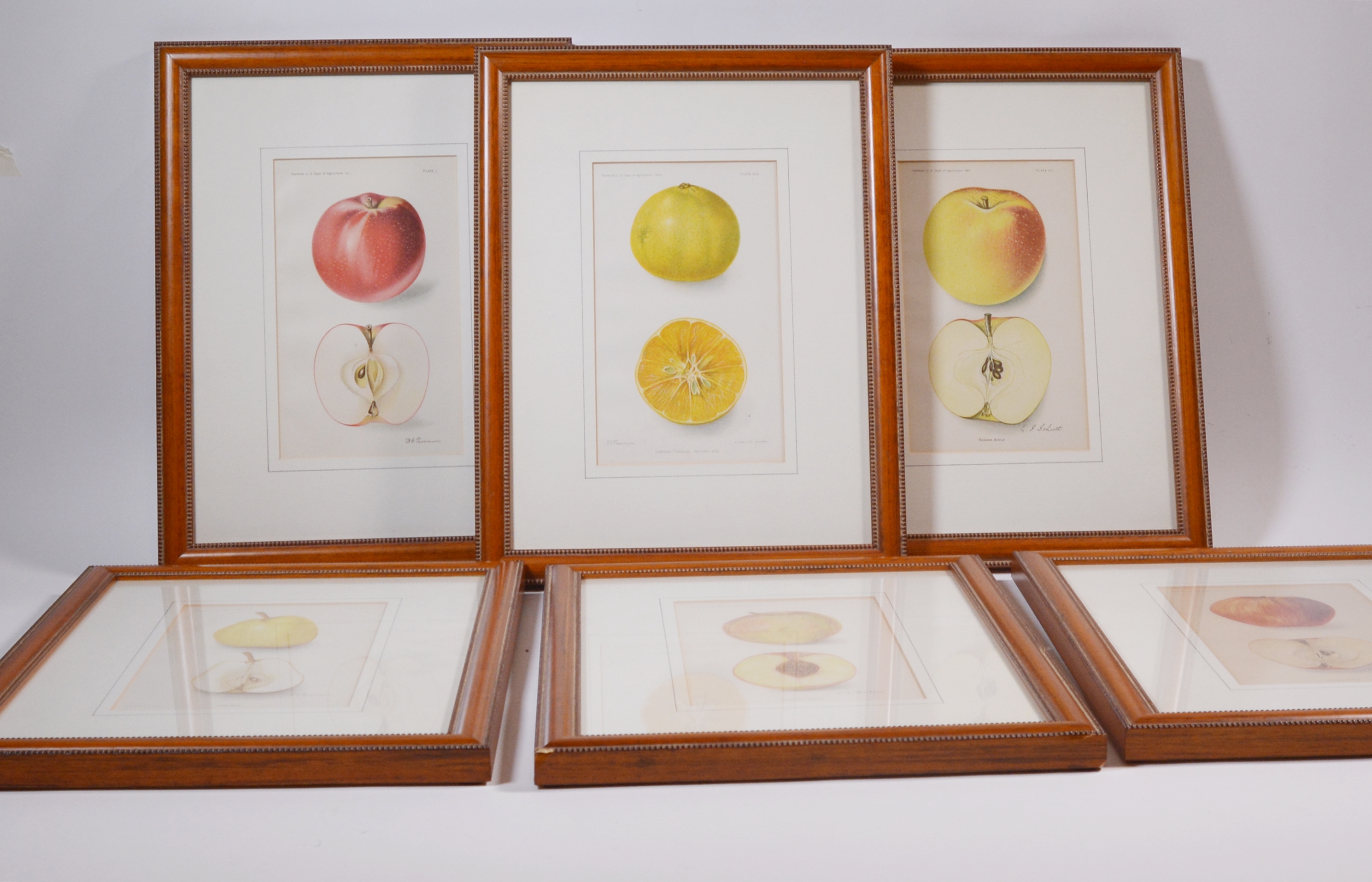 Deborah Giscom Passmore Lithographs of Pomological Art