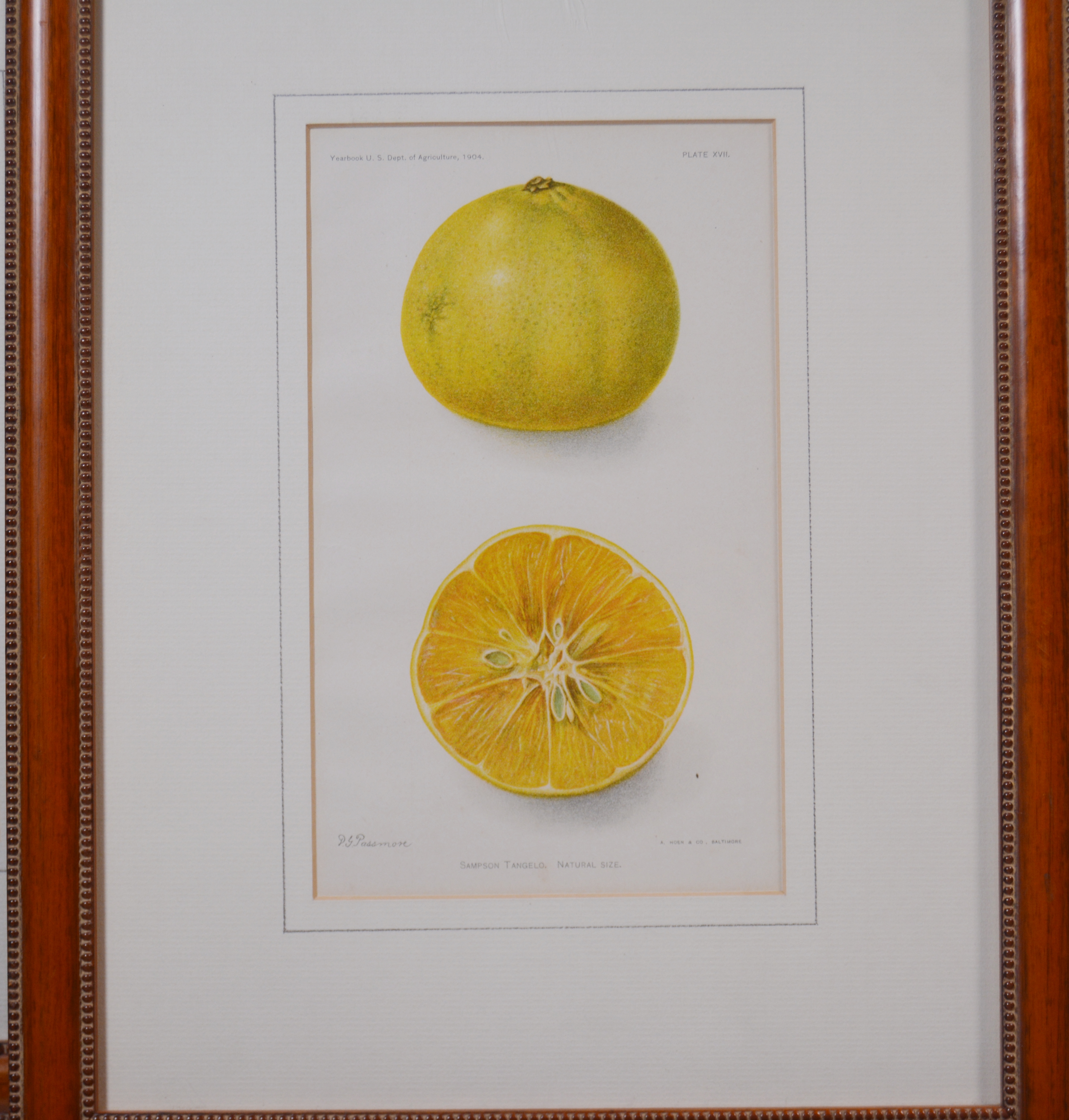 Deborah Giscom Passmore Lithographs of Pomological Art