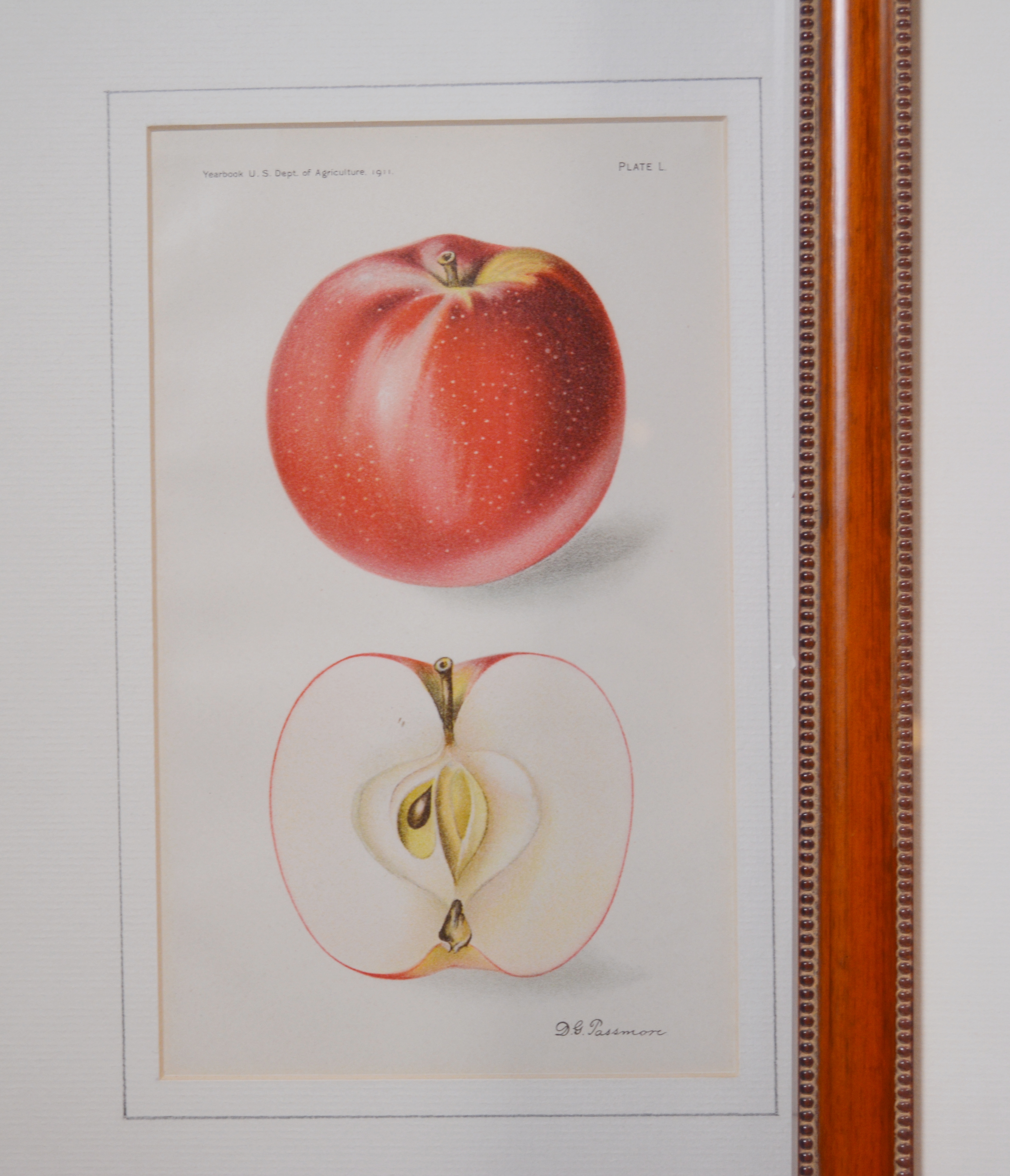 Deborah Giscom Passmore Lithographs of Pomological Art